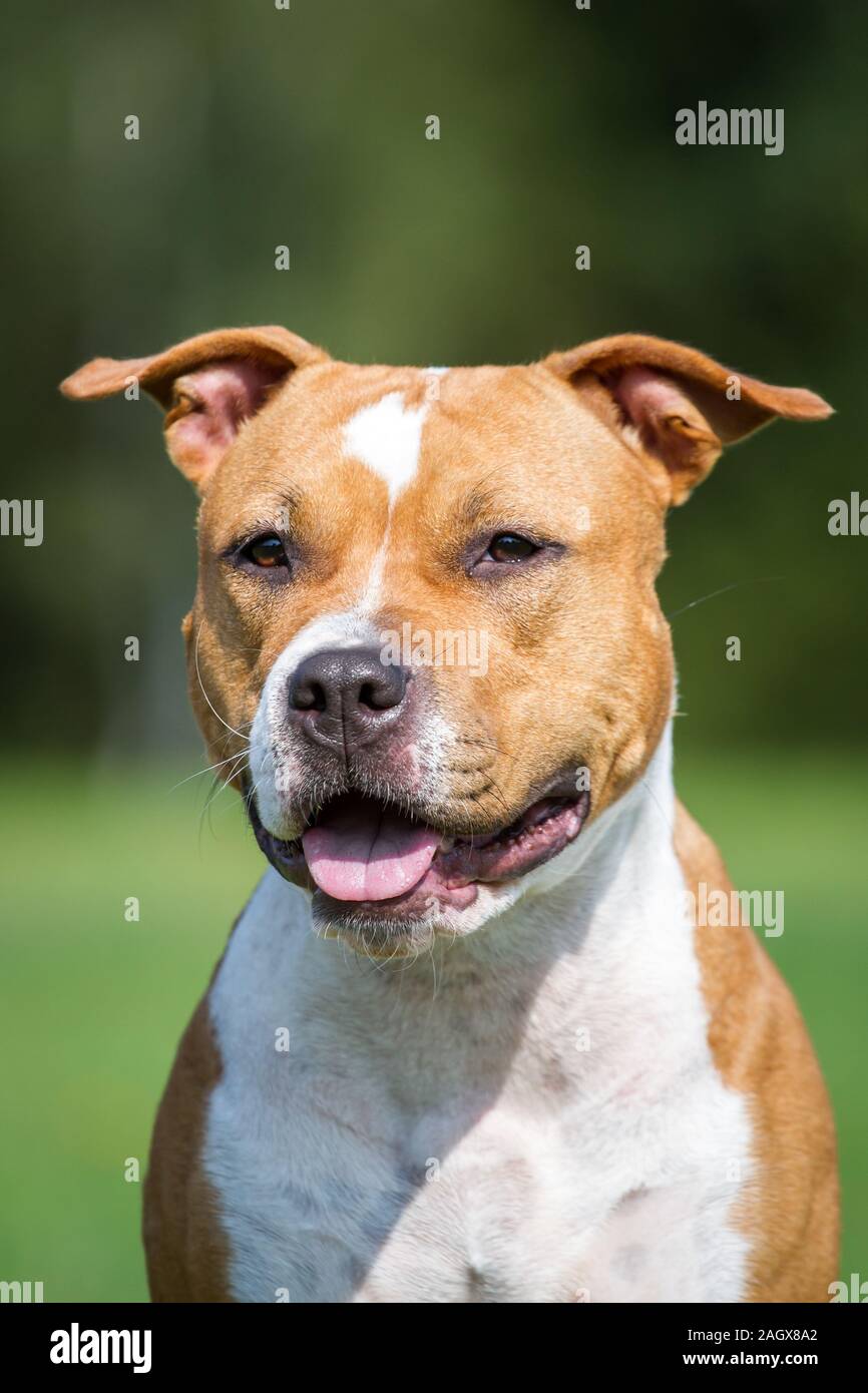American Staffordshire Terrier Foto Stock