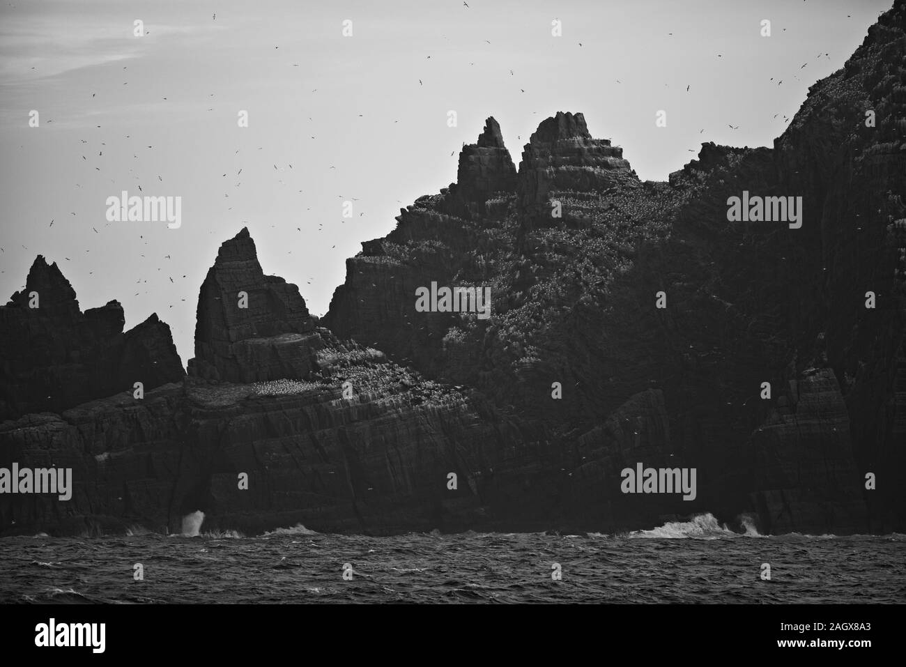 Il gannet colonia su Little Skellig nella Contea di Kerry, Irlanda Foto Stock