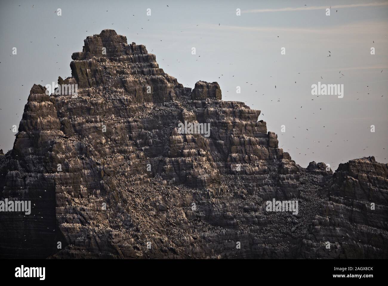 Il gannet colonia su Little Skellig nella Contea di Kerry, Irlanda Foto Stock