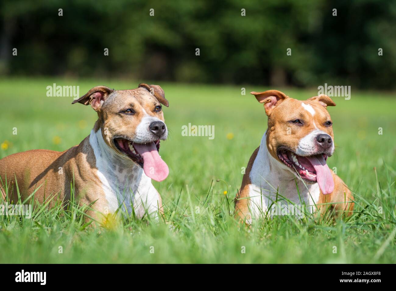 Due American Staffordshire Terrier giacente in Prato Foto Stock