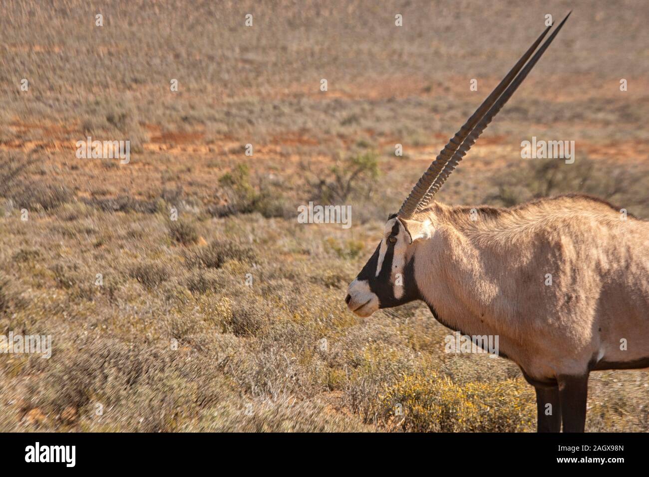 Gemsbok in Game Reserve in Sud Africa Foto Stock