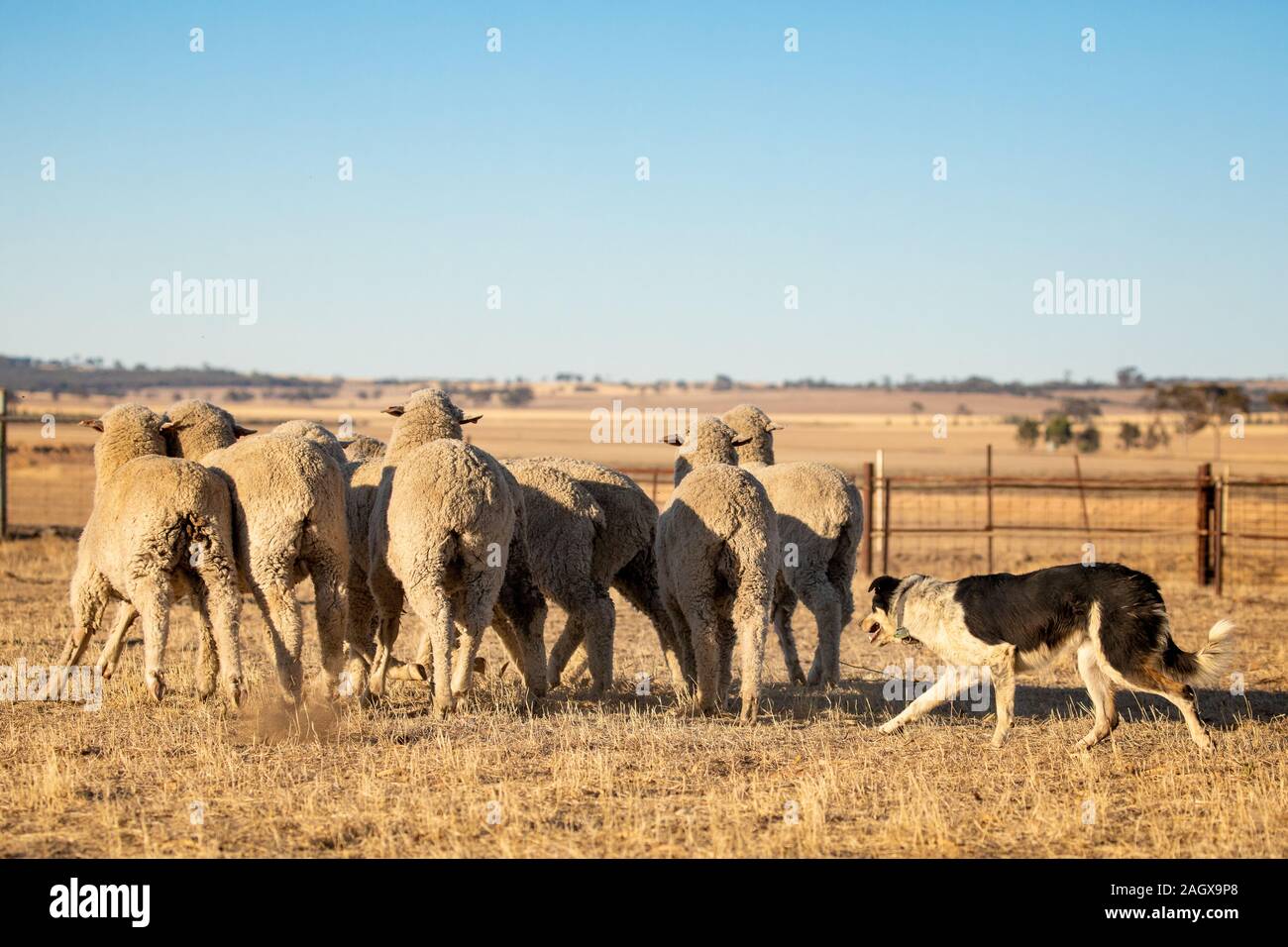 La linea di lavoro Border Collie imbrancandosi ovini in rurl Australia Occidentale Foto Stock La linea di lavoro Border Collie imbrancandosi ovini in rurl Australia Occidentale Foto Stock