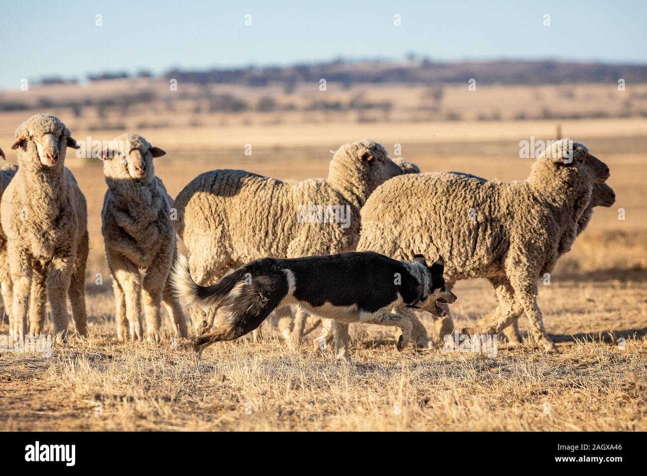 Una linea di lavorazione Border Collie imbrancandosi ovini in outback Australia Foto Stock