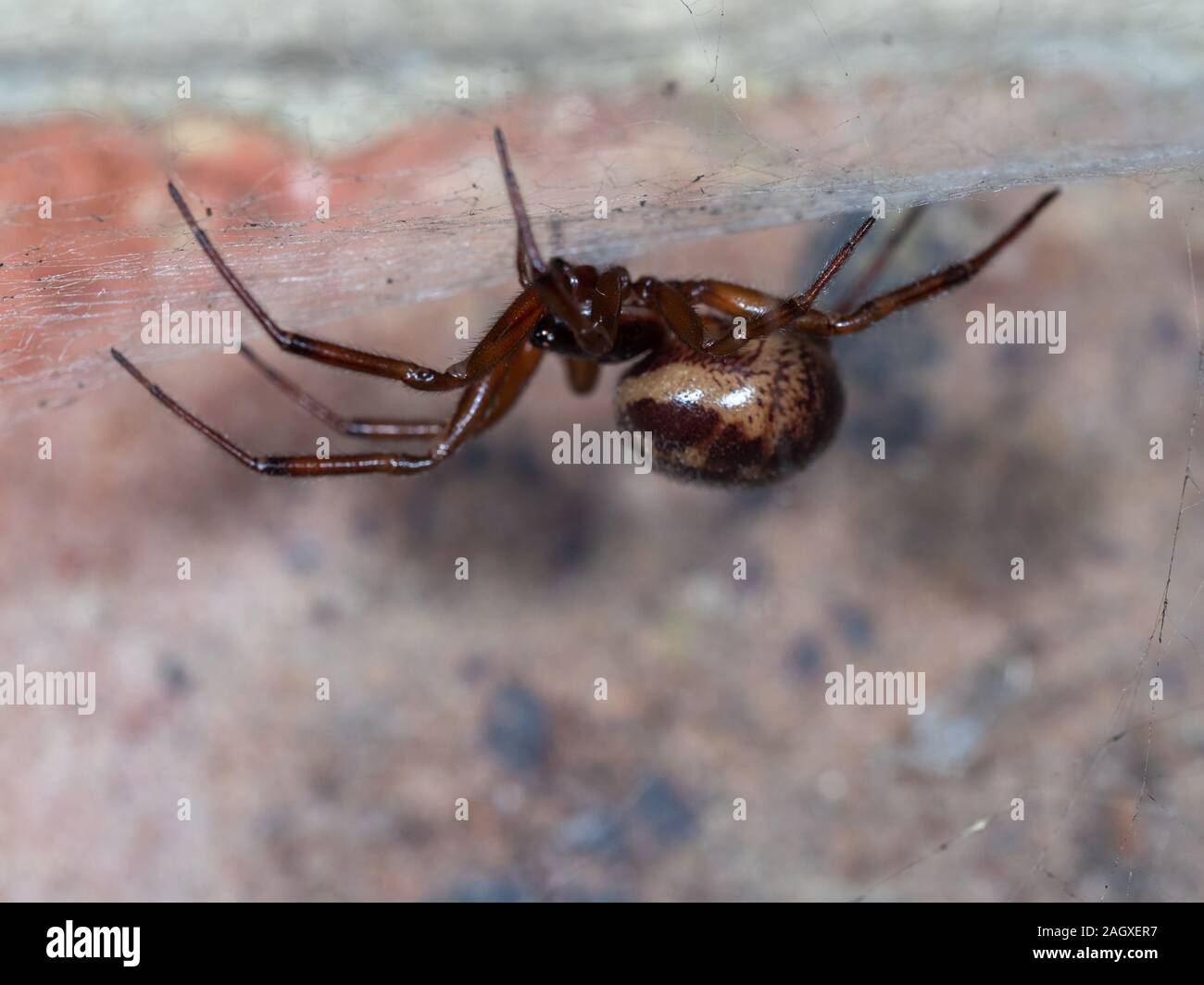 Nobile vedova falso spider su un sito web da un muro di casa. Scattata di notte. Foto Stock