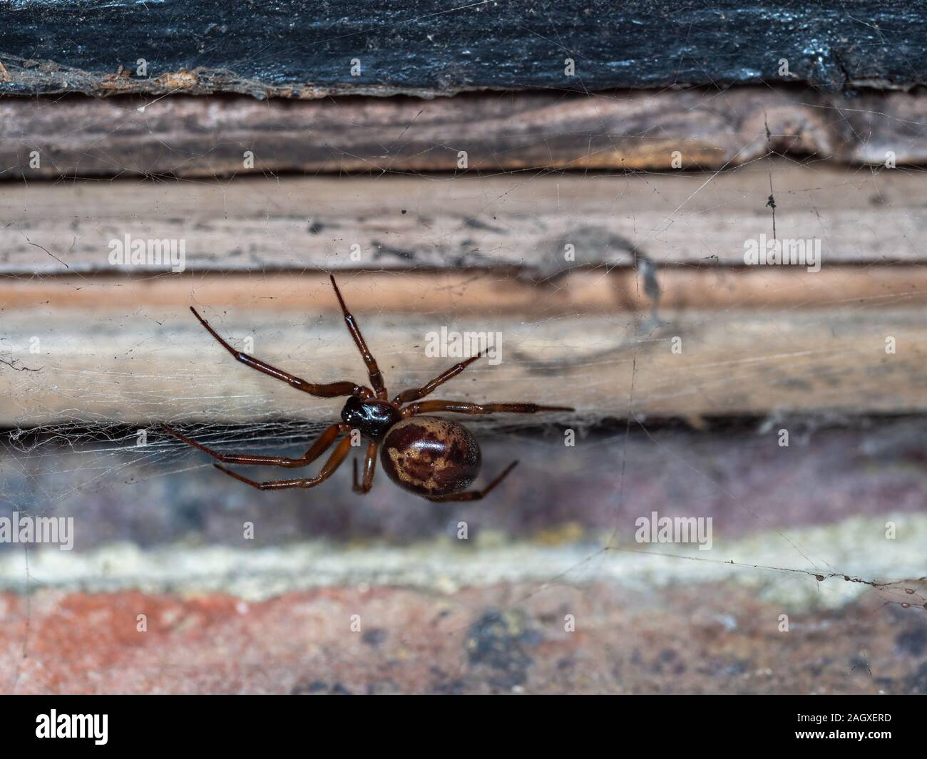 Nobile vedova falso spider su un web. Scattata di notte. Foto Stock