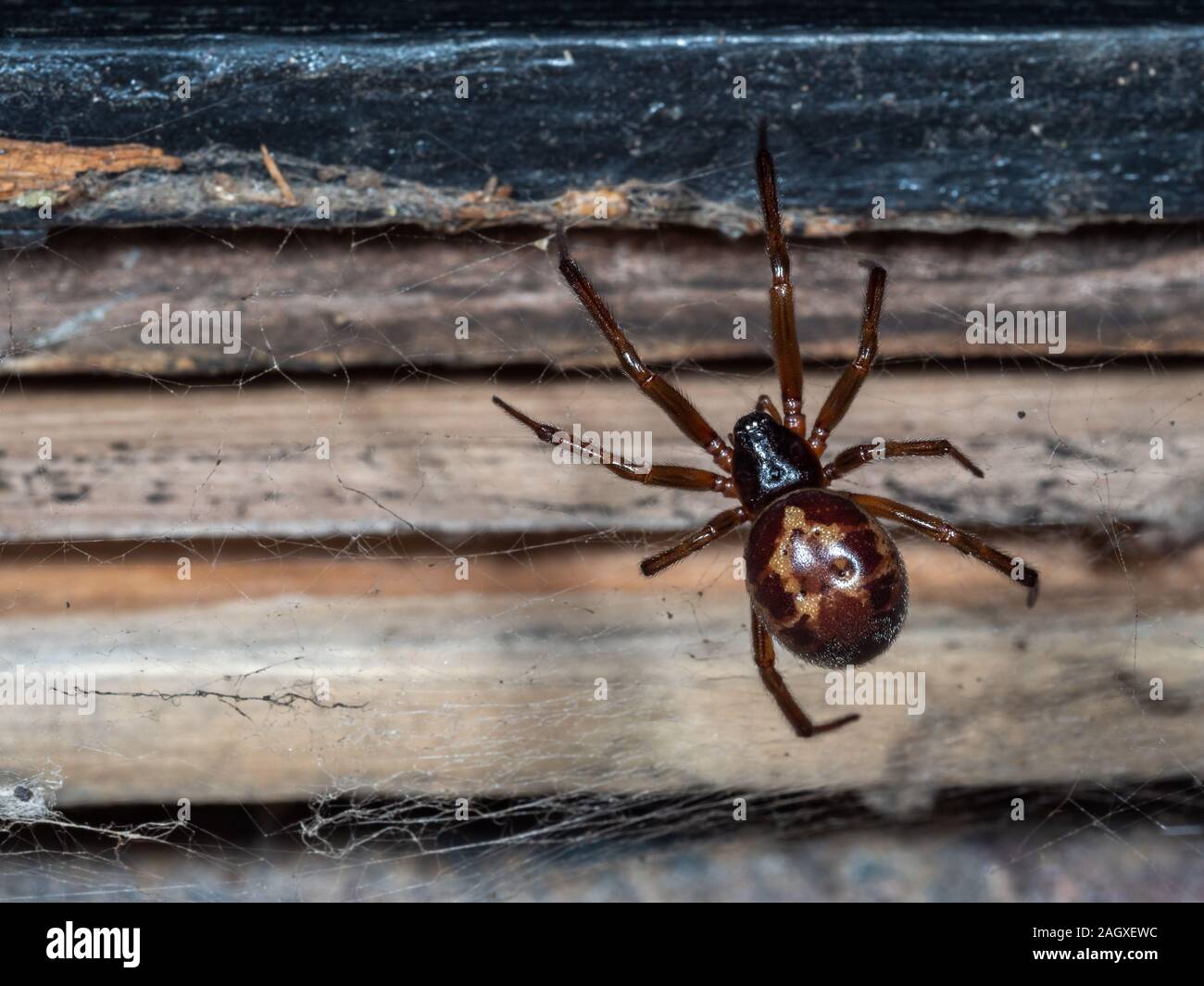 Nobile vedova falso spider su un web. Scattata di notte. Foto Stock