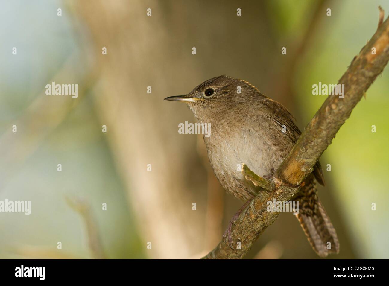 Casa Wren (Troglodytes aedon) Foto Stock