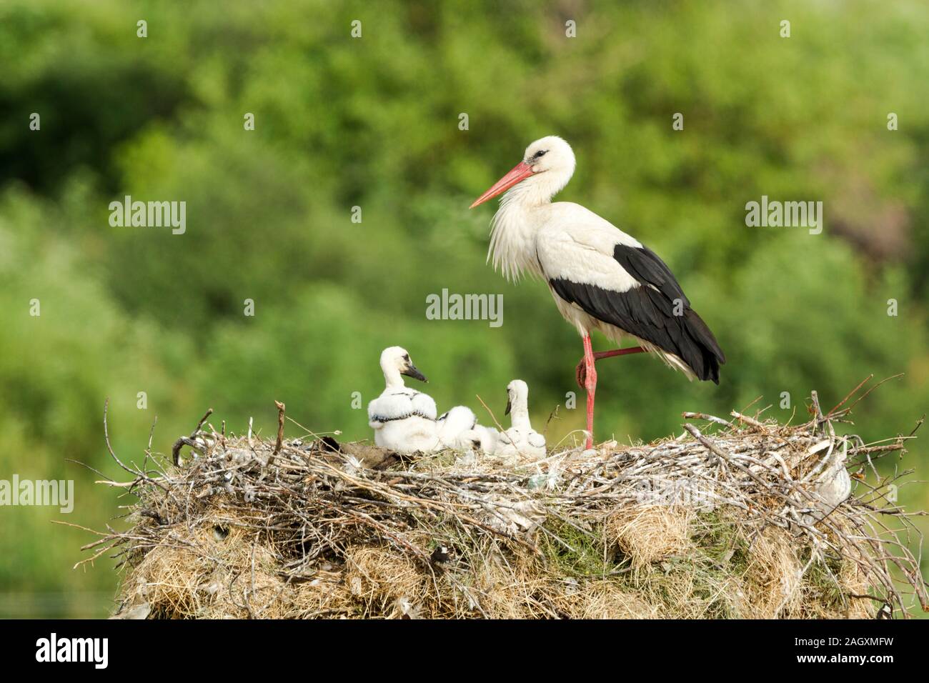 Cicogna bianca (Ciconia ciconia) in piedi su una gamba sola nel suo nido piena di uccelli giovani, che è costruito su un palo metallico sulla periferia di un piccolo villaggio Foto Stock