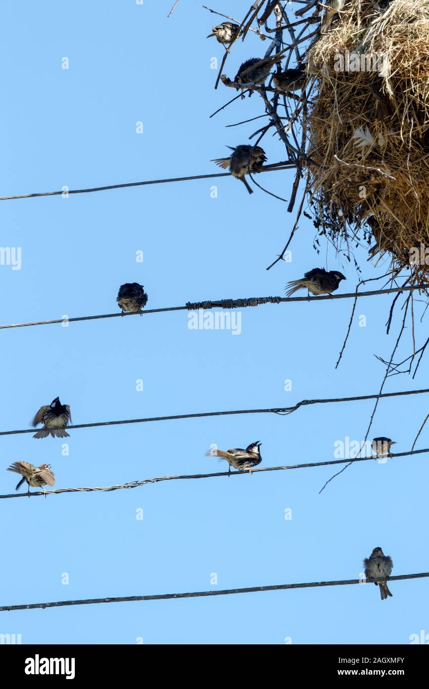 Un gregge di passeri vicino a un nido di cicogna in cui essi sono nidificanti Foto Stock