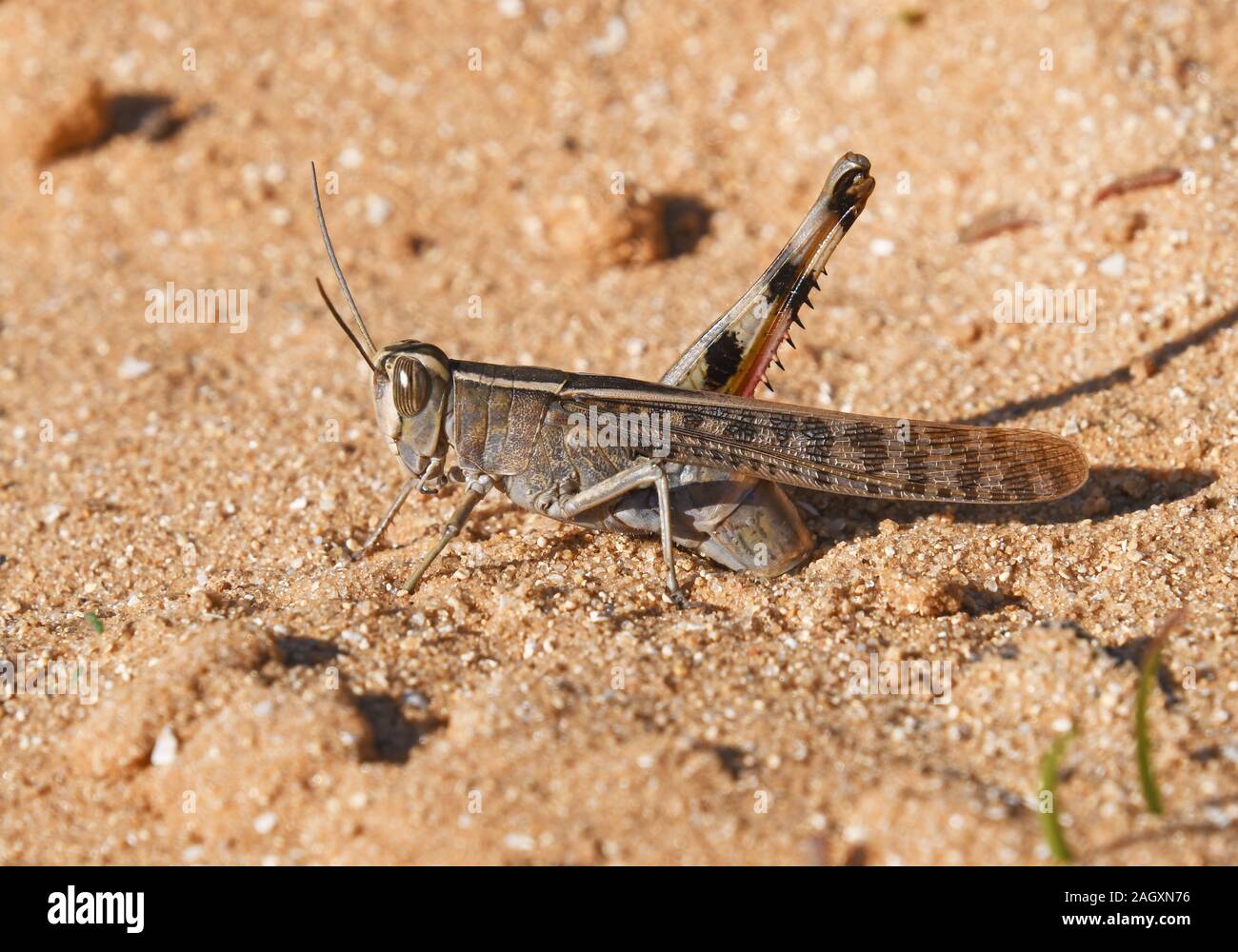 Grasshopper femmina deposizione delle uova nella sabbia Foto Stock