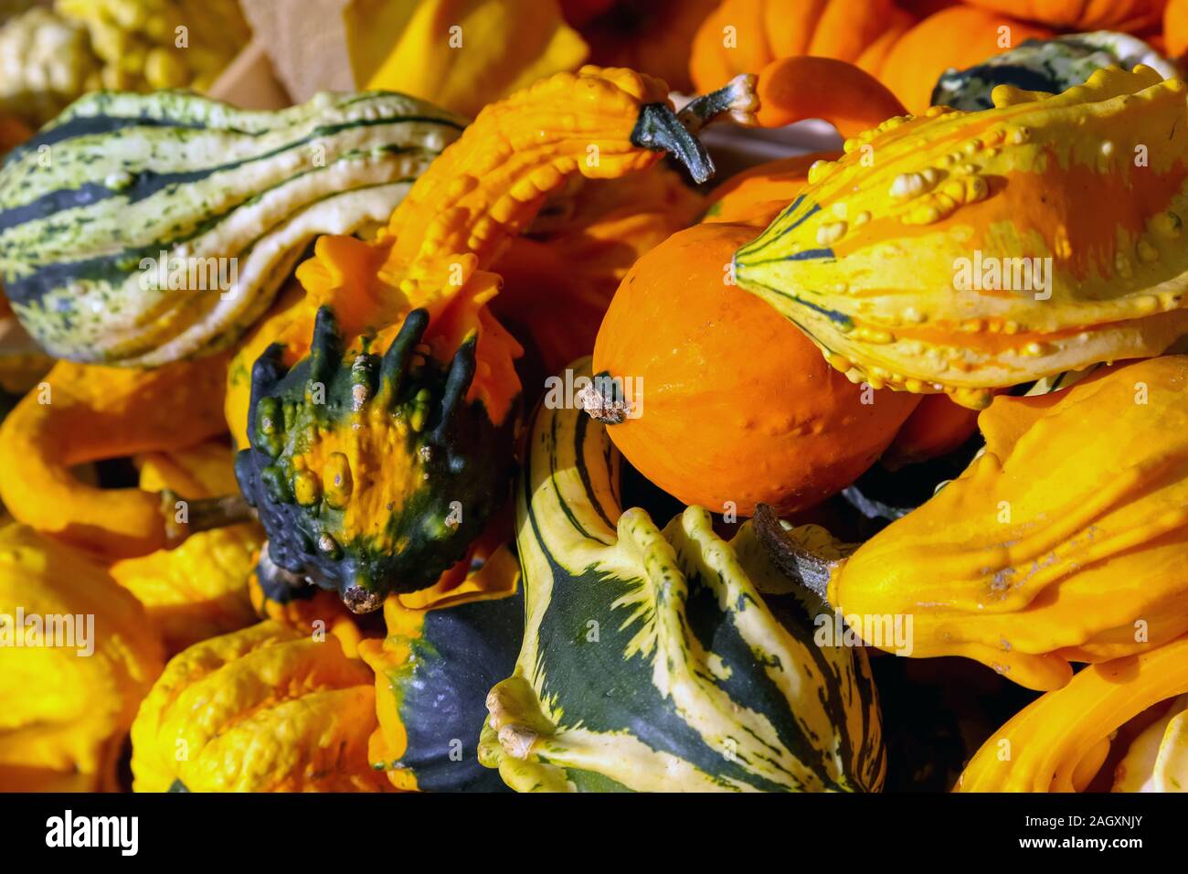 Zucche colorate offerti per la vendita sul mercato Foto Stock