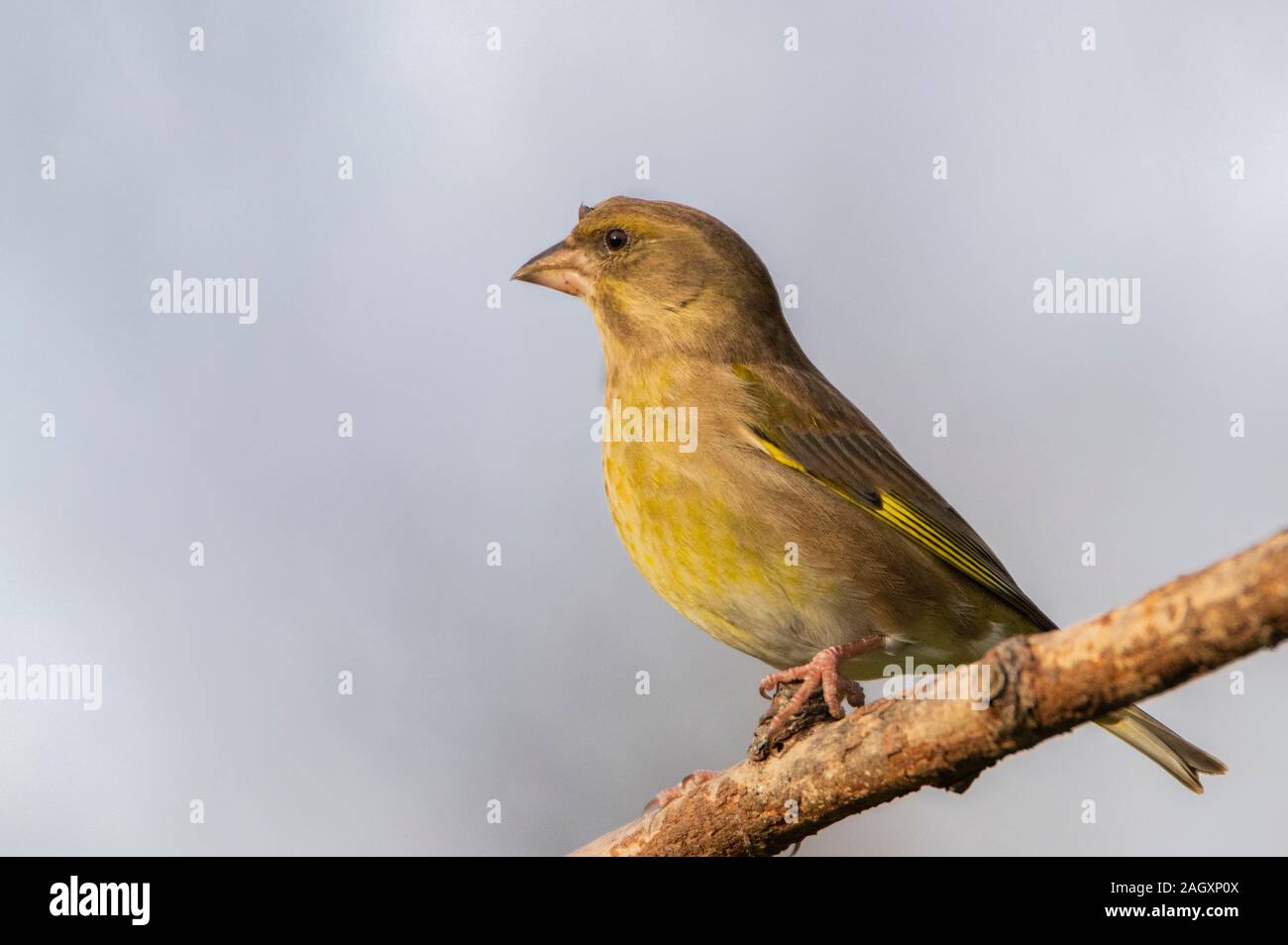 Verdone, Chloris Chloris, appollaiato su un ramo in un giardino del Regno Unito Bedfordshire Foto Stock