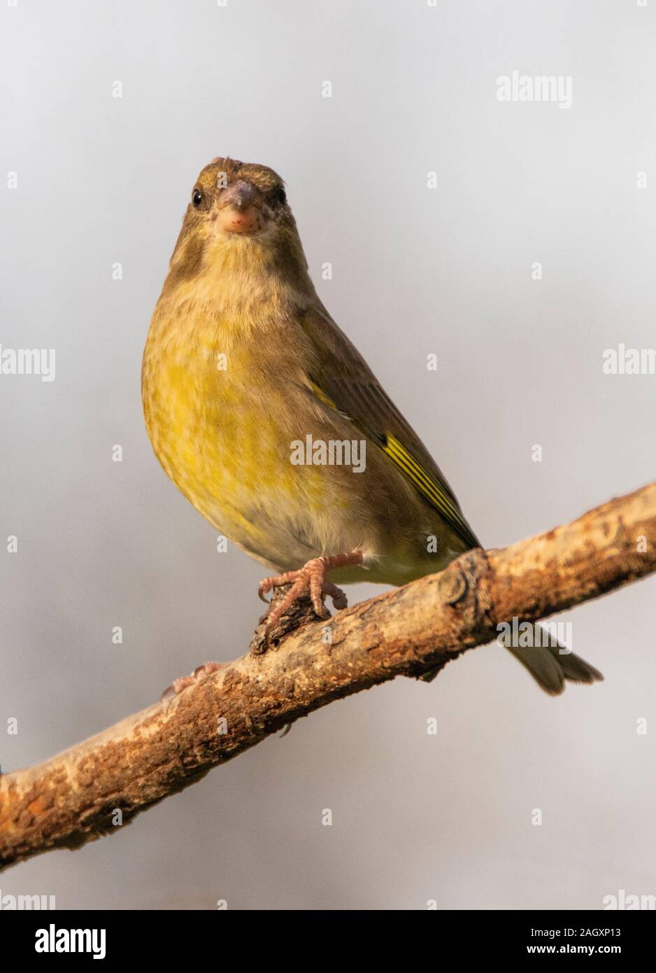 Verdone, Chloris Chloris, appollaiato su un ramo in un giardino del Regno Unito Bedfordshire Foto Stock