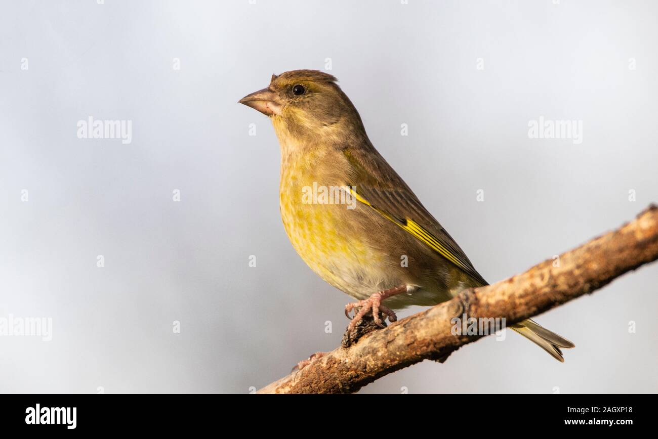 Verdone, Chloris Chloris, appollaiato su un ramo in un giardino inglese, Meppershall, Regno Unito Foto Stock
