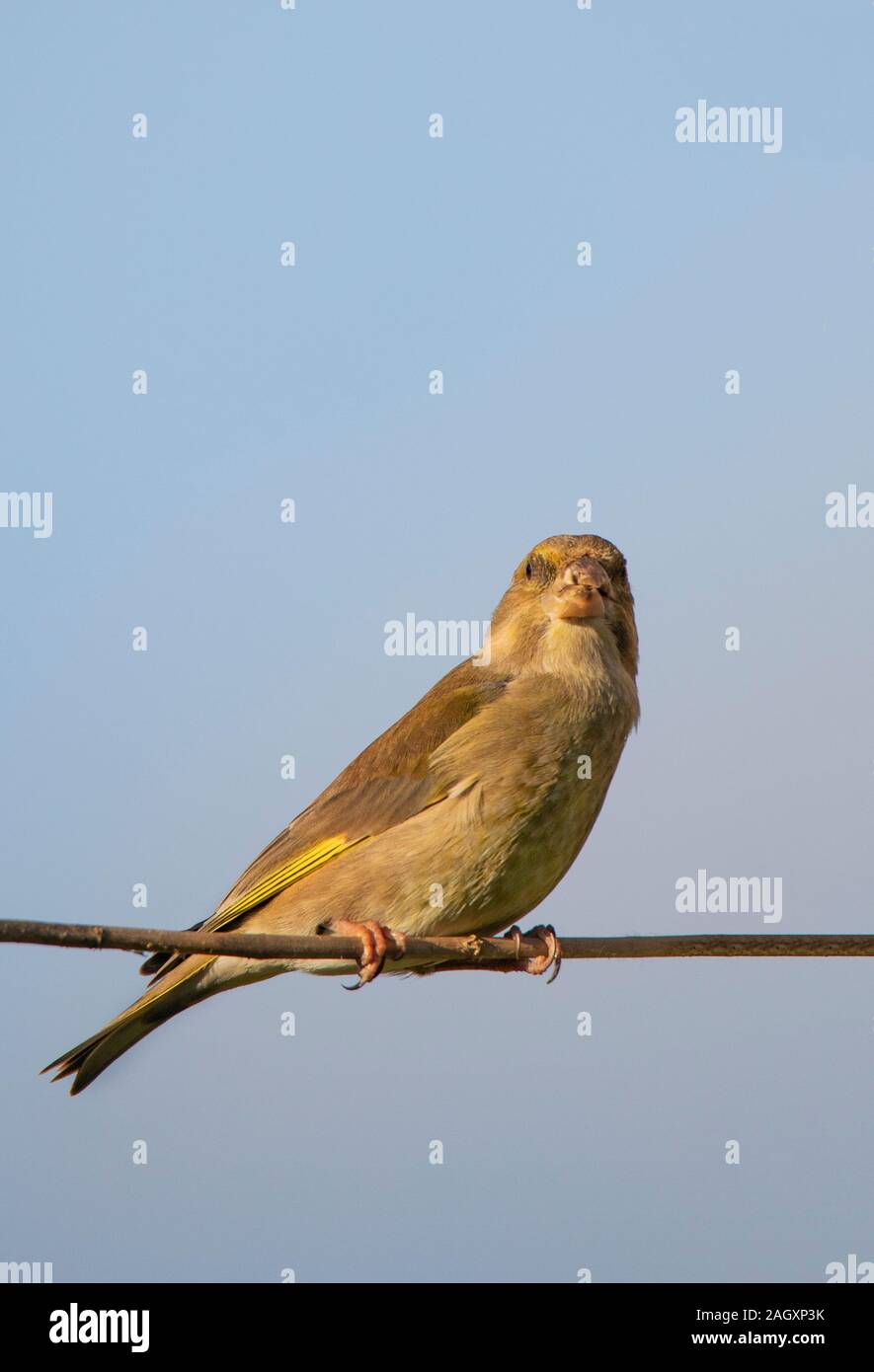 Verdone, Chloris Chloris, appollaiato su un ramo in un giardino del Regno Unito Bedfordshire Foto Stock