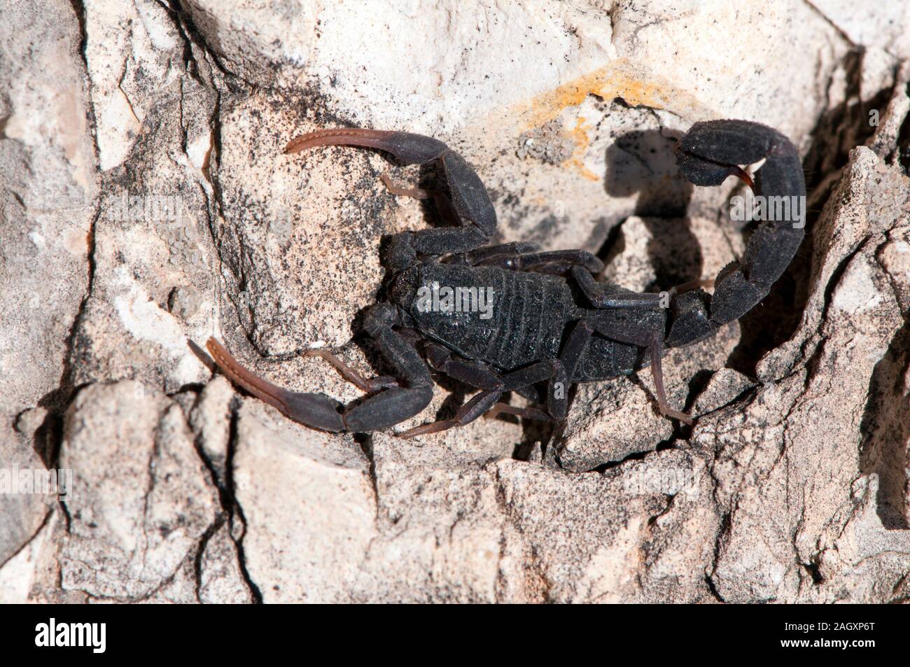 Scorpione nero su una roccia nel deserto Foto Stock