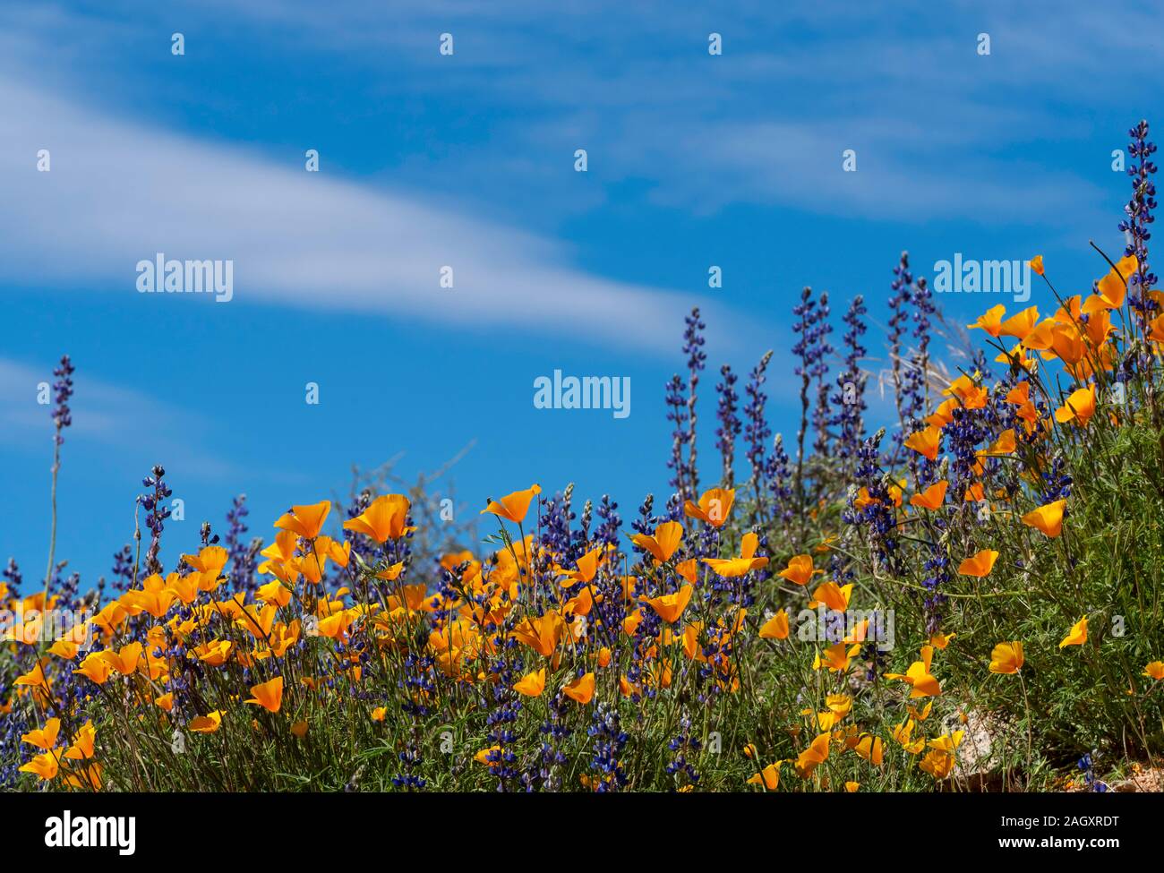 I lupini e Mexican Gold papaveri, vicino al lago di Bartlett, Arizona Foto Stock