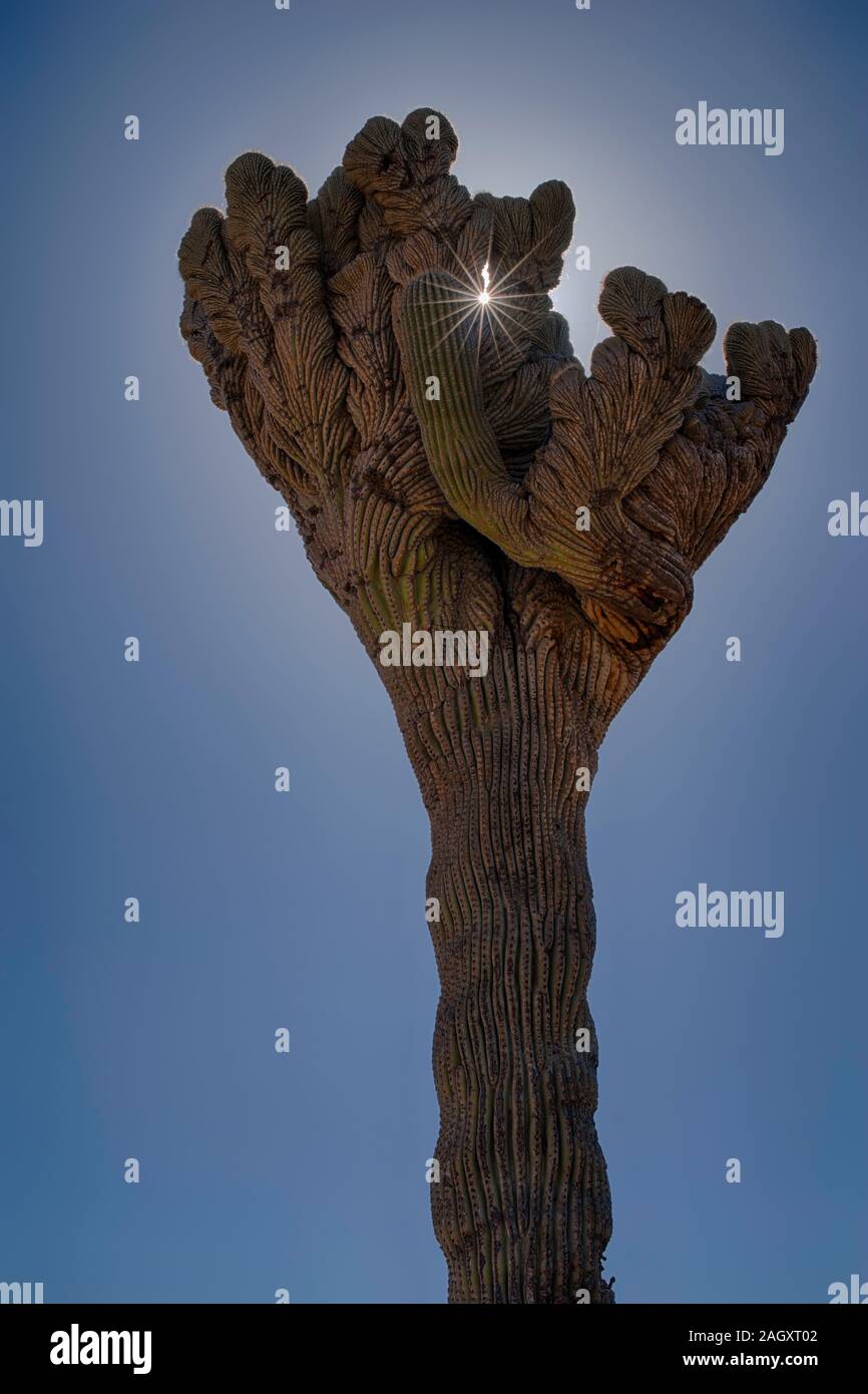 "Guerra civile' anello di cresta cactus Saguaro, Arizona Foto Stock