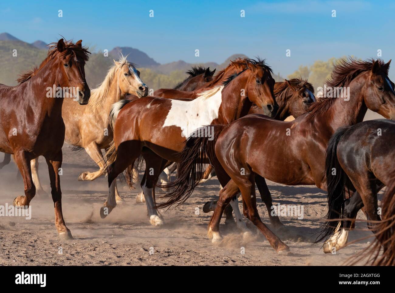 Esecuzione di cavalli, White Stallion Ranch, Marana, Arizona Foto Stock