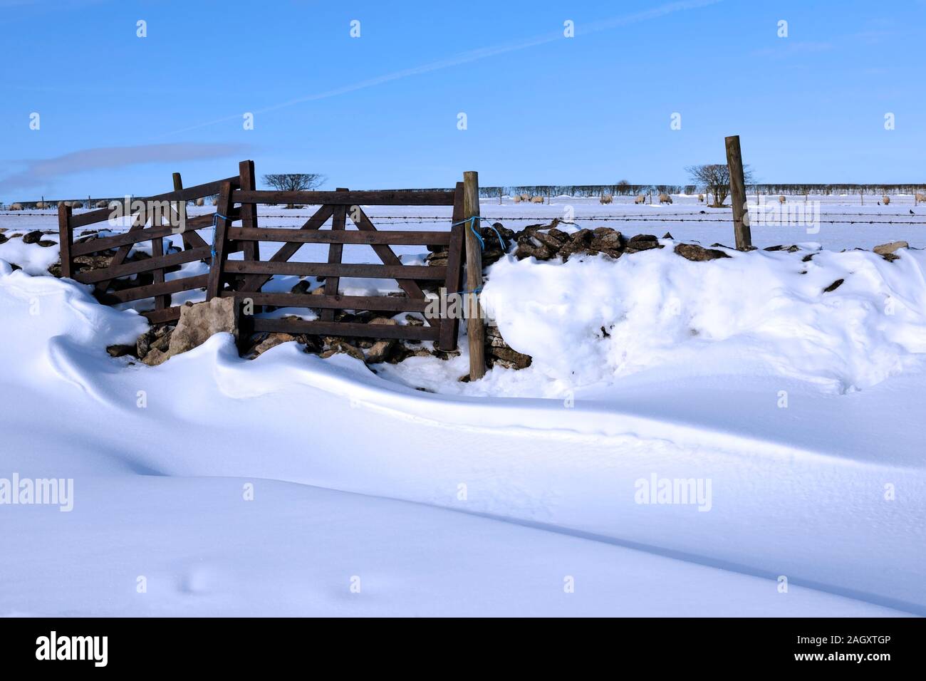 Scolpita la neve si sposta da un recinto di fortuna, North Yorkshire, Inghilterra Foto Stock