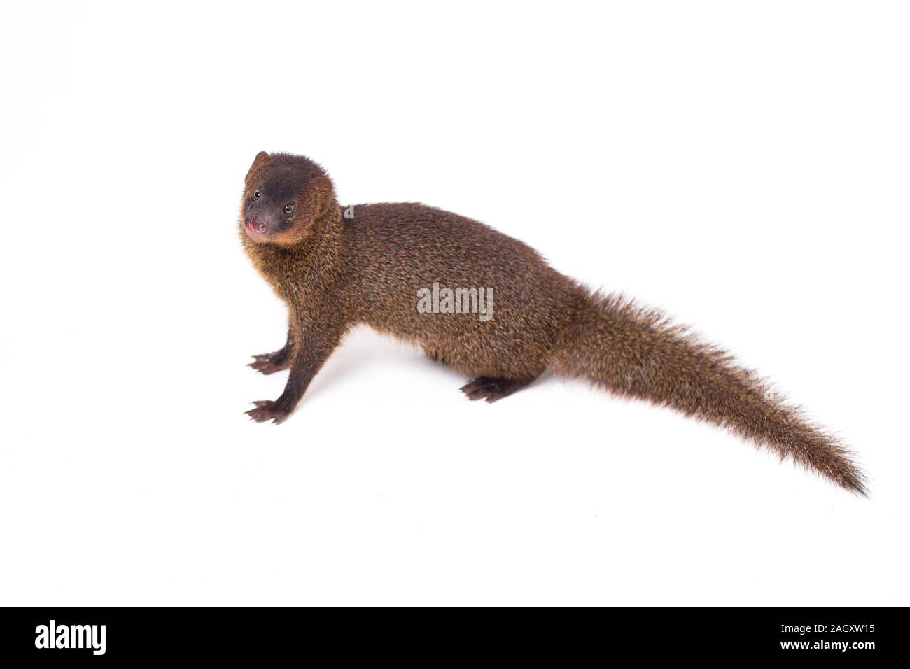 Close up di Javan Mongoose o piccola mangusta asiatica (Herpestes javanicus) isolato su sfondo bianco Foto Stock