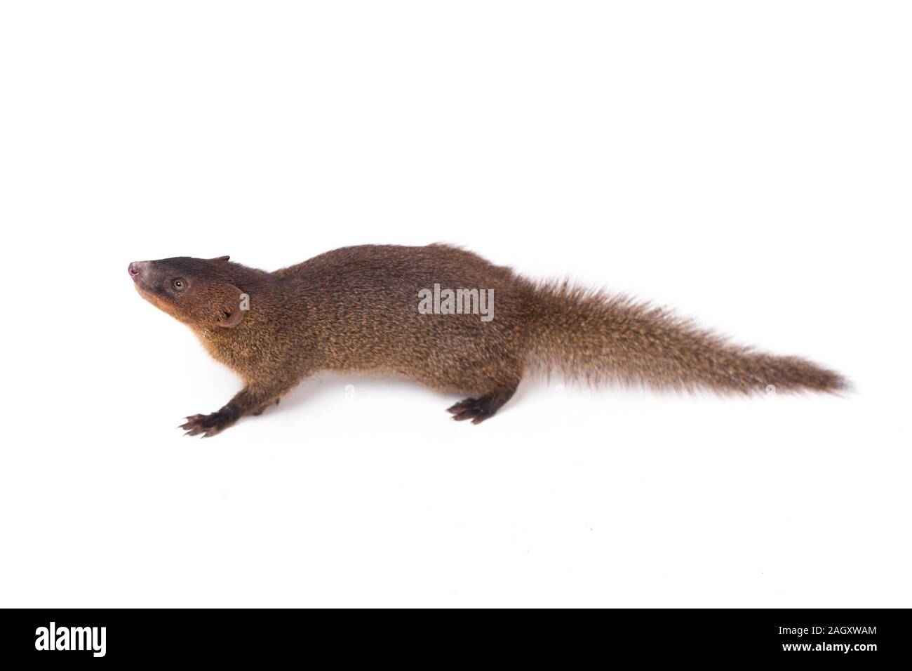 Close up di Javan Mongoose o piccola mangusta asiatica (Herpestes javanicus) isolato su sfondo bianco Foto Stock