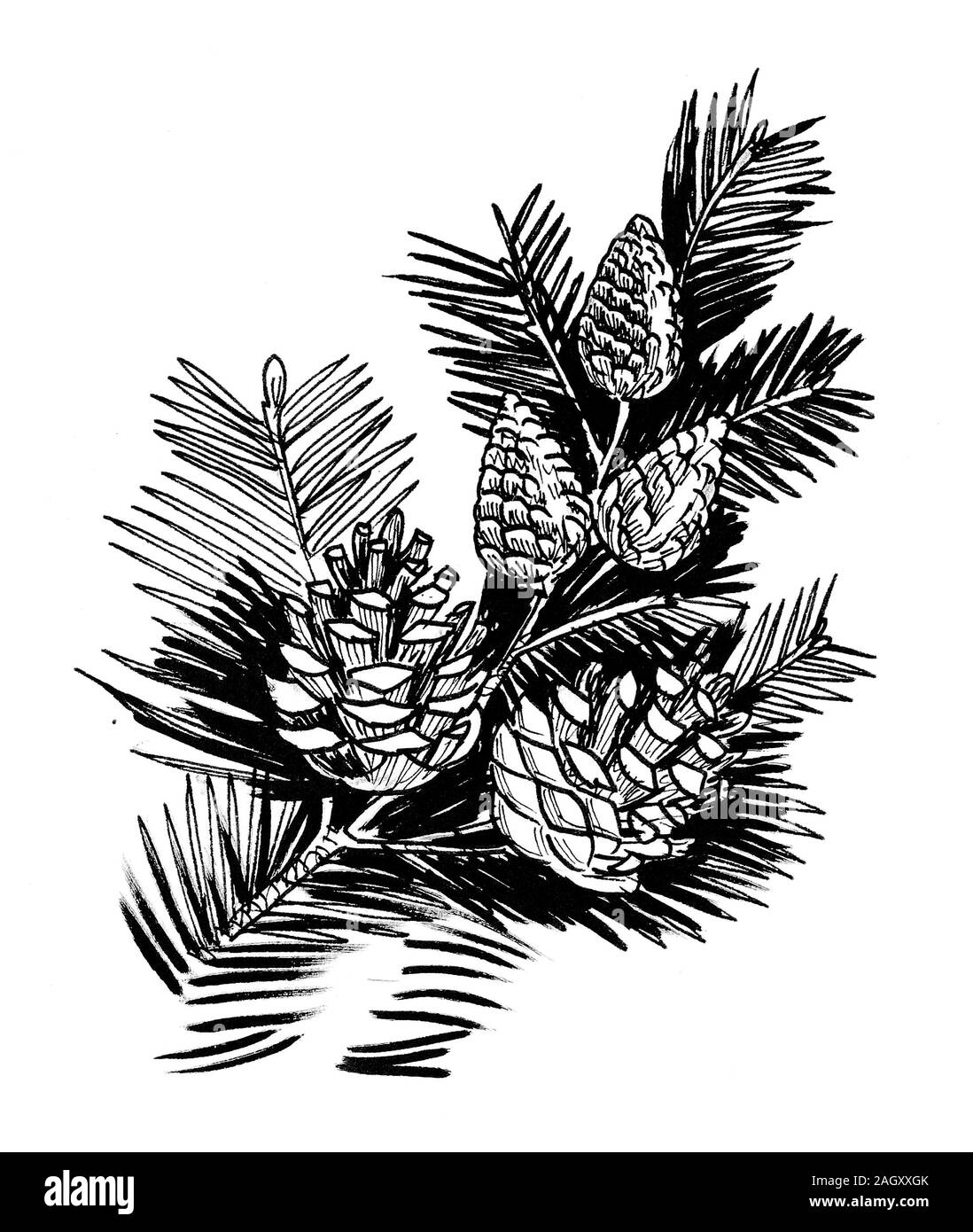Ramificazioni ad albero a perno con coni. Disegno in bianco e nero con inchiostro Foto Stock