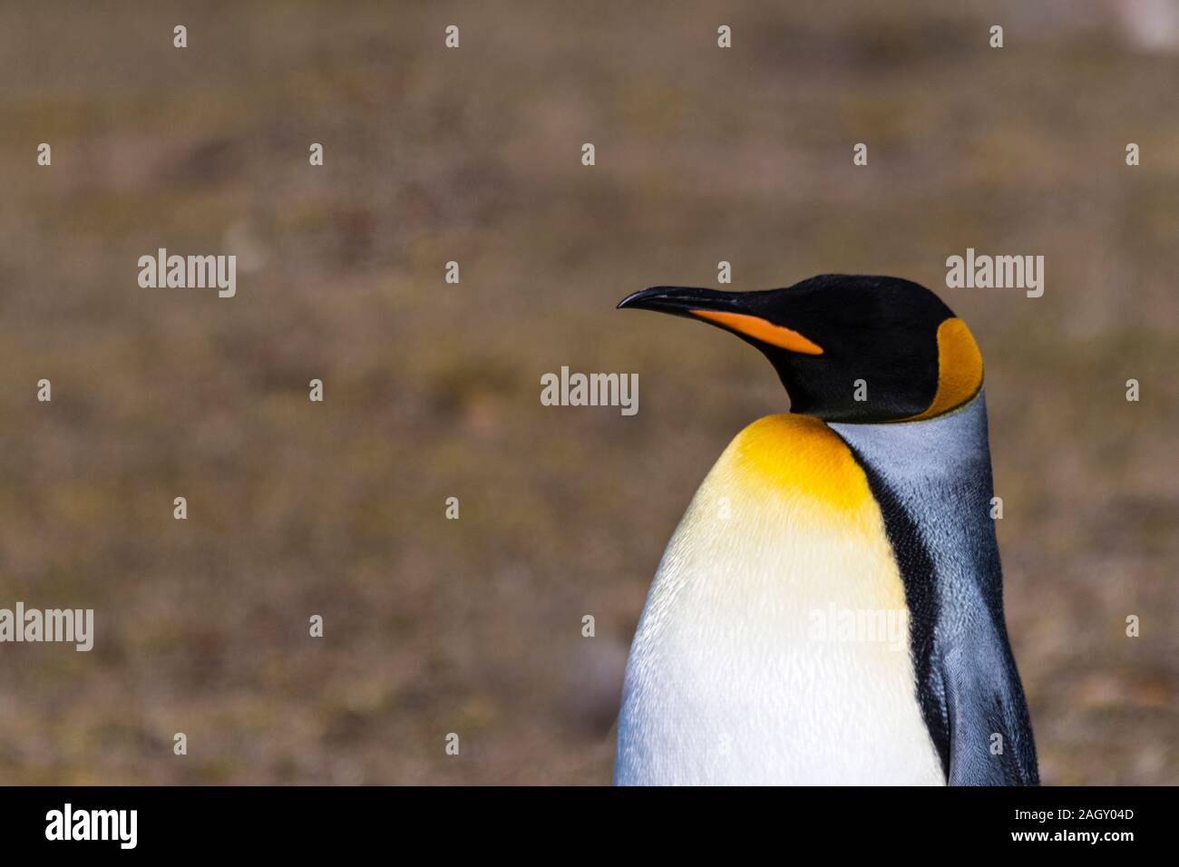 Close-up profilo di un pinguino reale, Aptenodytes patagonicus, il collo, Saunders Island, Isole Falkland, British Overseas Territorio Foto Stock