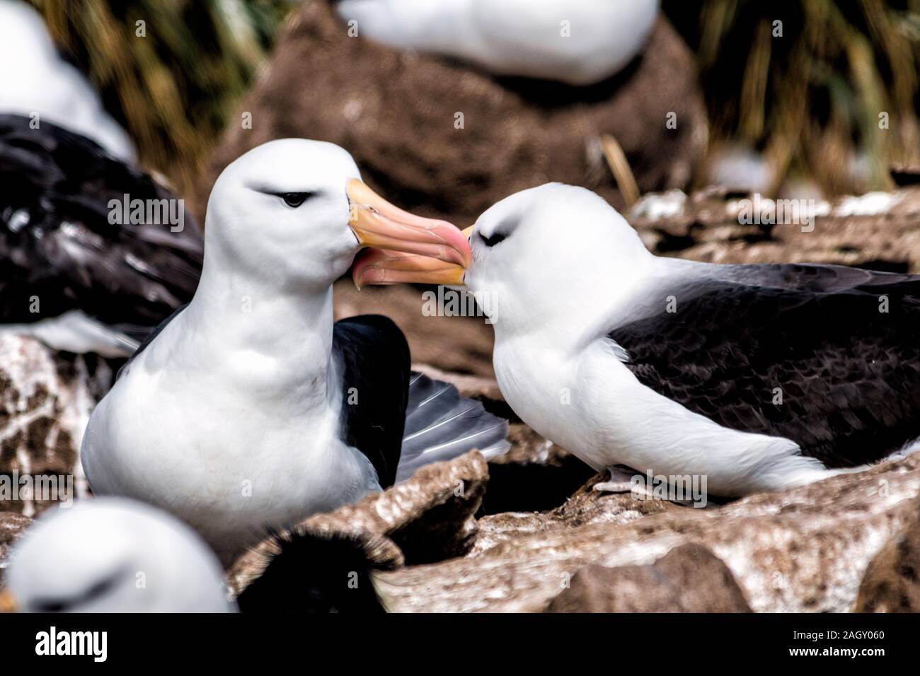 Due nero-browed Albatross, Thalassarche melanophris, rituali di corteggiamento, West Point Island, Isole Falkland, British Overseas Territorio Foto Stock