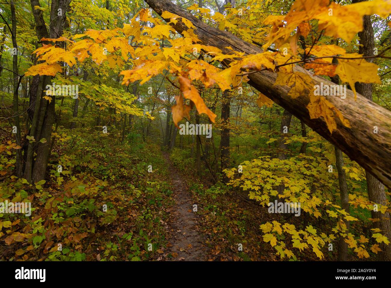 Autunno sul sentiero escursionistico. Mississippi stato Palisades Park, Illinois, Stati Uniti d'America Foto Stock