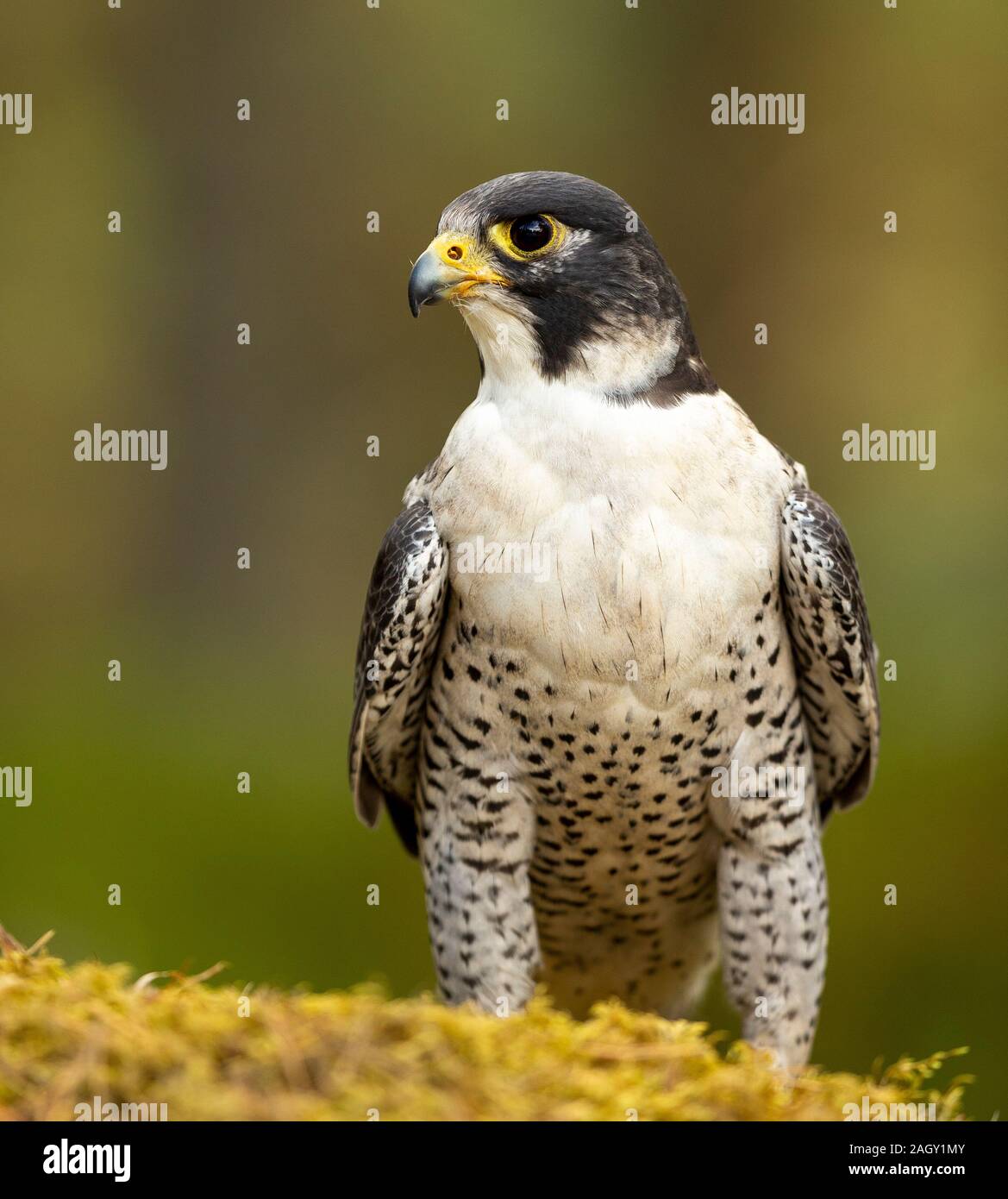 Falco pellegrino arroccato alle spalle coperte di muschio boulder sul suolo della foresta Foto Stock