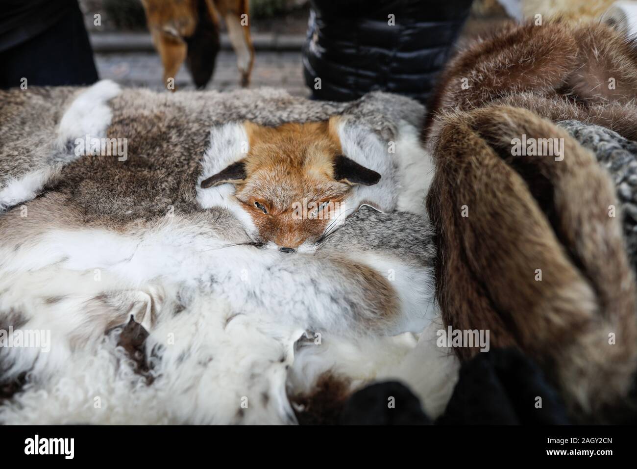 Spellate fox e gli altri animali pellicce in mostra ad una fiera dei contadini a Bucarest, in Romania. Foto Stock