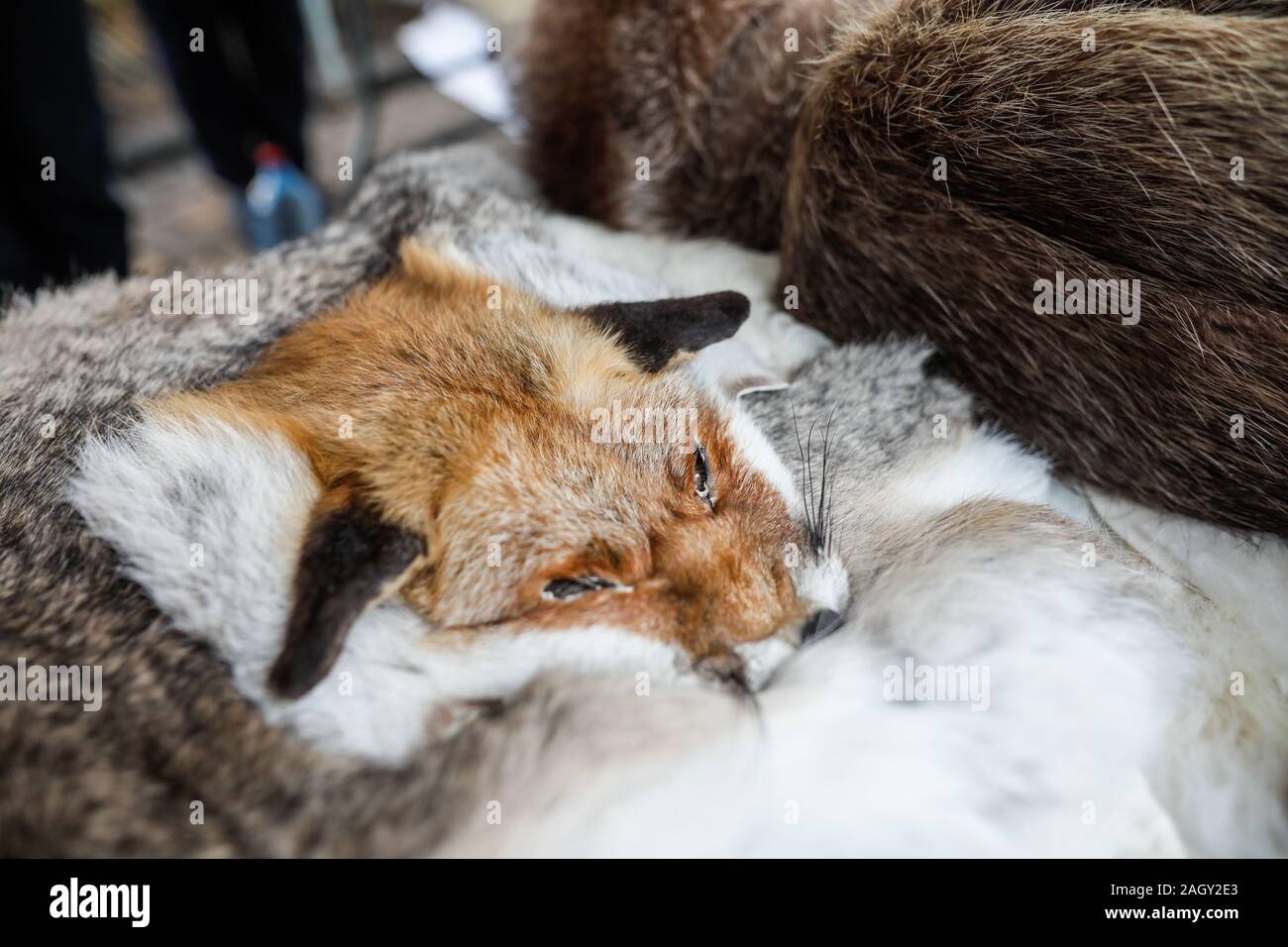 Spellate fox e gli altri animali pellicce in mostra ad una fiera dei contadini a Bucarest, in Romania. Foto Stock