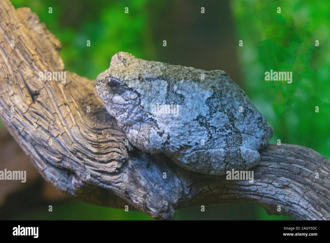 Un comune Treefrog grigio. Foto Stock