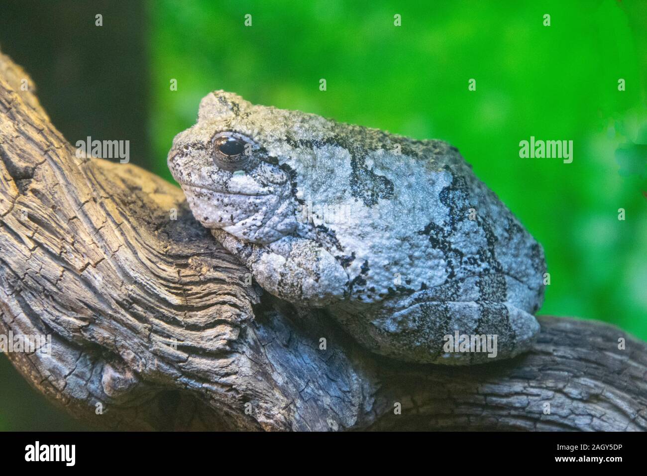 Un comune Treefrog grigio. Foto Stock