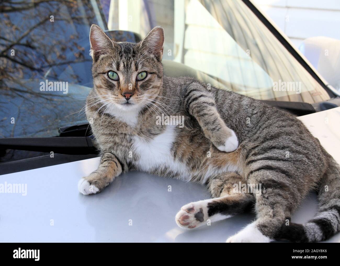 Un amichevole maschio castrato TNR comunità cat lounge in una cappa di auto. Foto Stock