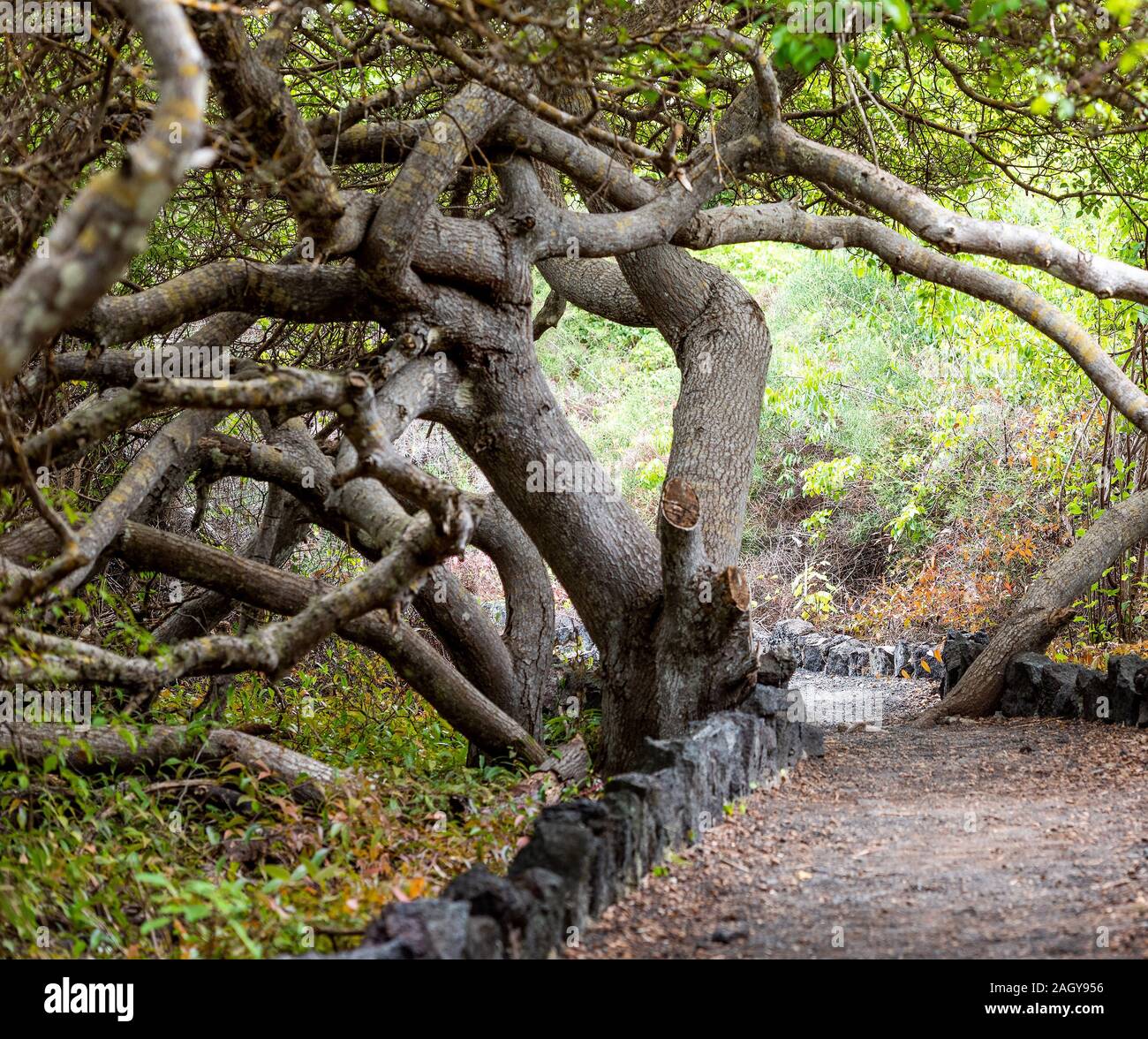 Twisted rami di alberi, Galapagos Isola, Isla Isabela Foto Stock