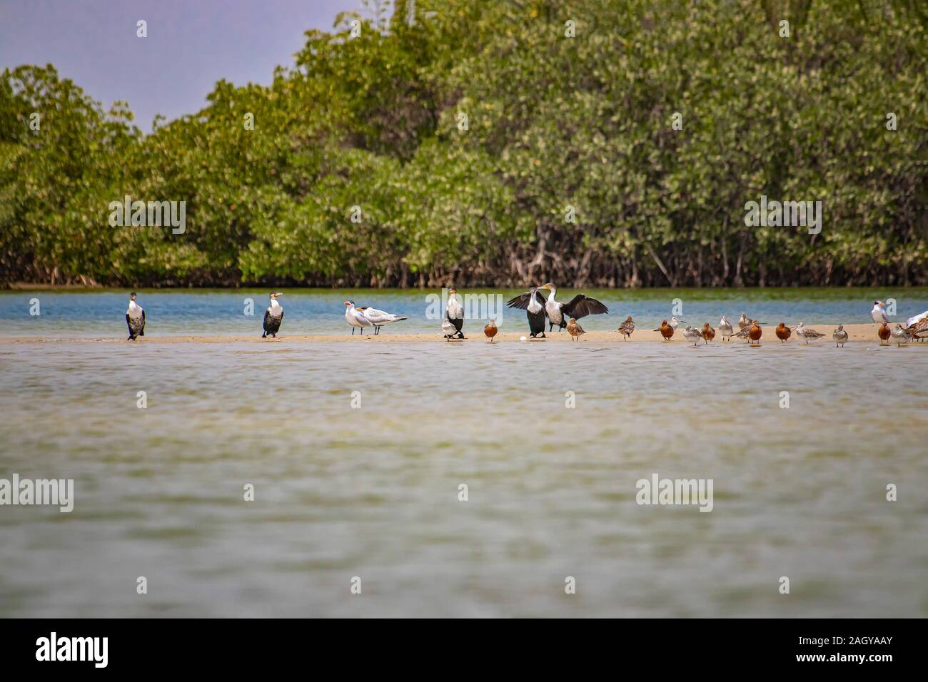 Un gruppo di uccelli stand su di una spiaggia di sabbia in laguna del Saloum, Senegal. Si tratta di una foto della fauna selvatica di anatre, gabbiani e cormorani. Si tratta di un uccello nel santuario Foto Stock