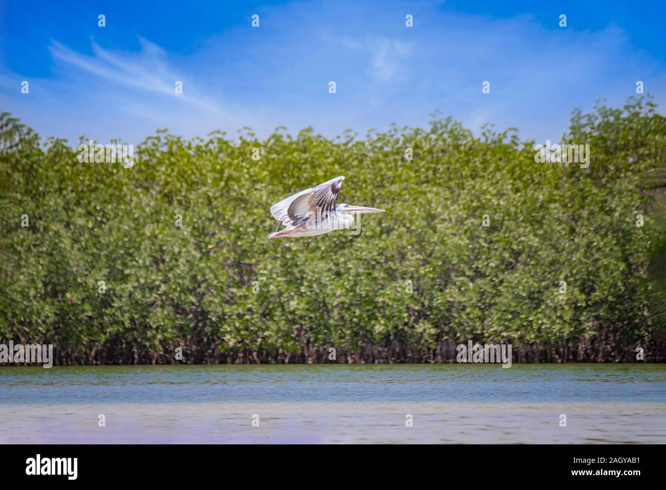 Pellicano volatore al di sopra della superficie dell'acqua nella laguna del Saloum, Senegal. Sullo sfondo sono verdi foreste di mangrovie. Si tratta di una foto della fauna selvatica. Si tratta di un uccello Foto Stock