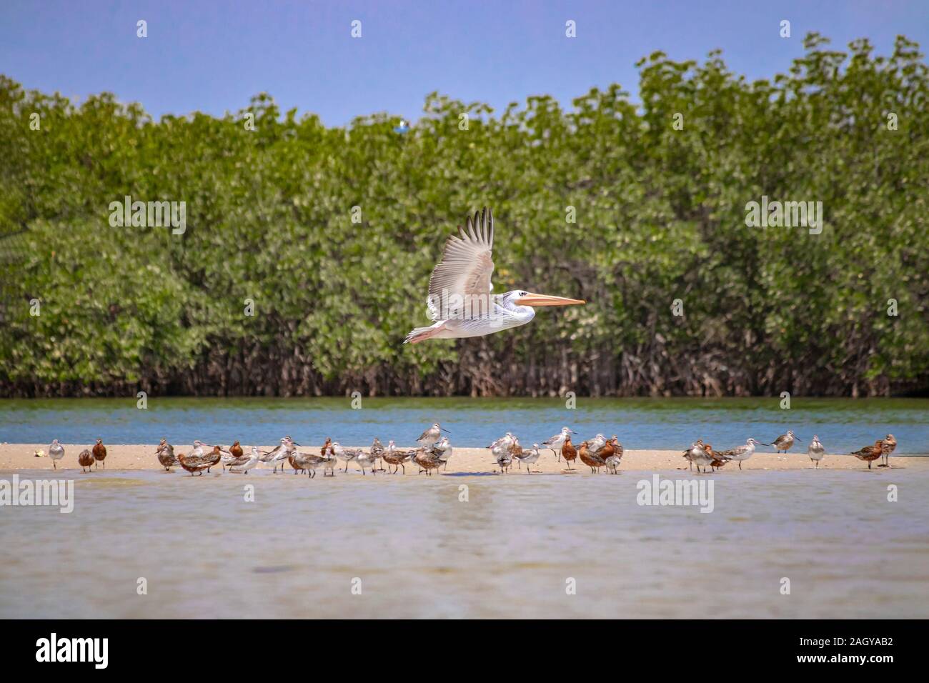 Un gruppo di uccelli stand su di una spiaggia di sabbia in laguna del Saloum, Senegal. Si tratta di una foto della fauna selvatica di anatre, gabbiani e battenti pellicano. Si tratta di un uccello Foto Stock