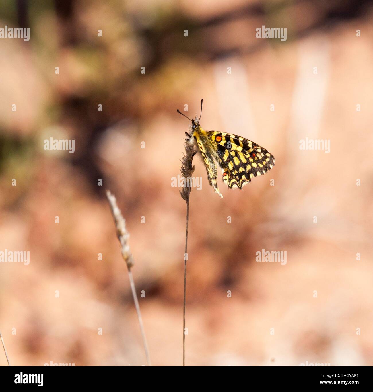 Festone spagnolo butterfly Zernthia rumina in Montes universales orientale della Spagna Foto Stock