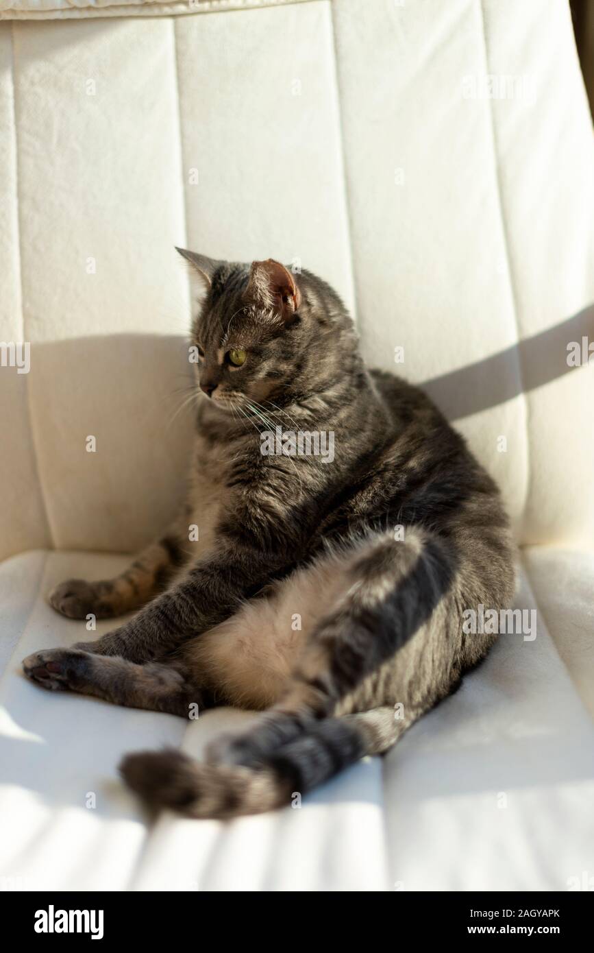 Ritratto di un gatto grigio ono una sedia a dondolo con la luce del sole. Foto Stock