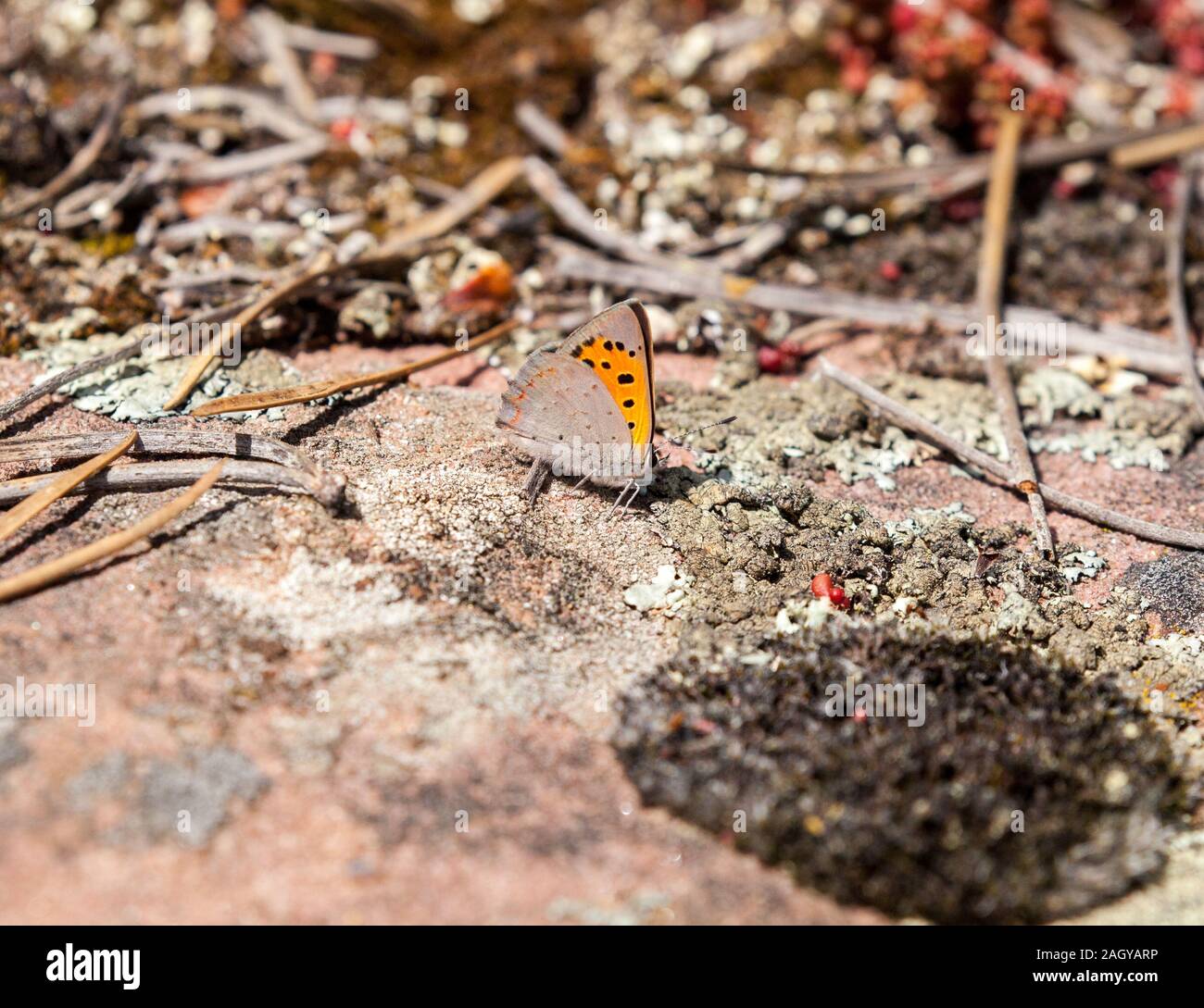 Il lato inferiore del rame Piccola farfalla Lycaena phlaeas sul terreno assumendo sali e nutrienti nella campagna inglese England Regno Unito Foto Stock