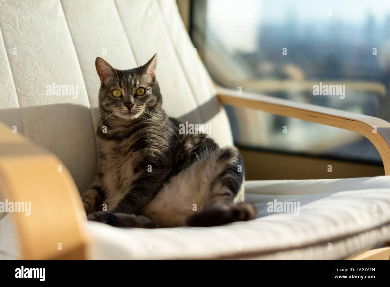 Ritratto di un gatto grigio ono una sedia a dondolo con la luce del sole. Foto Stock