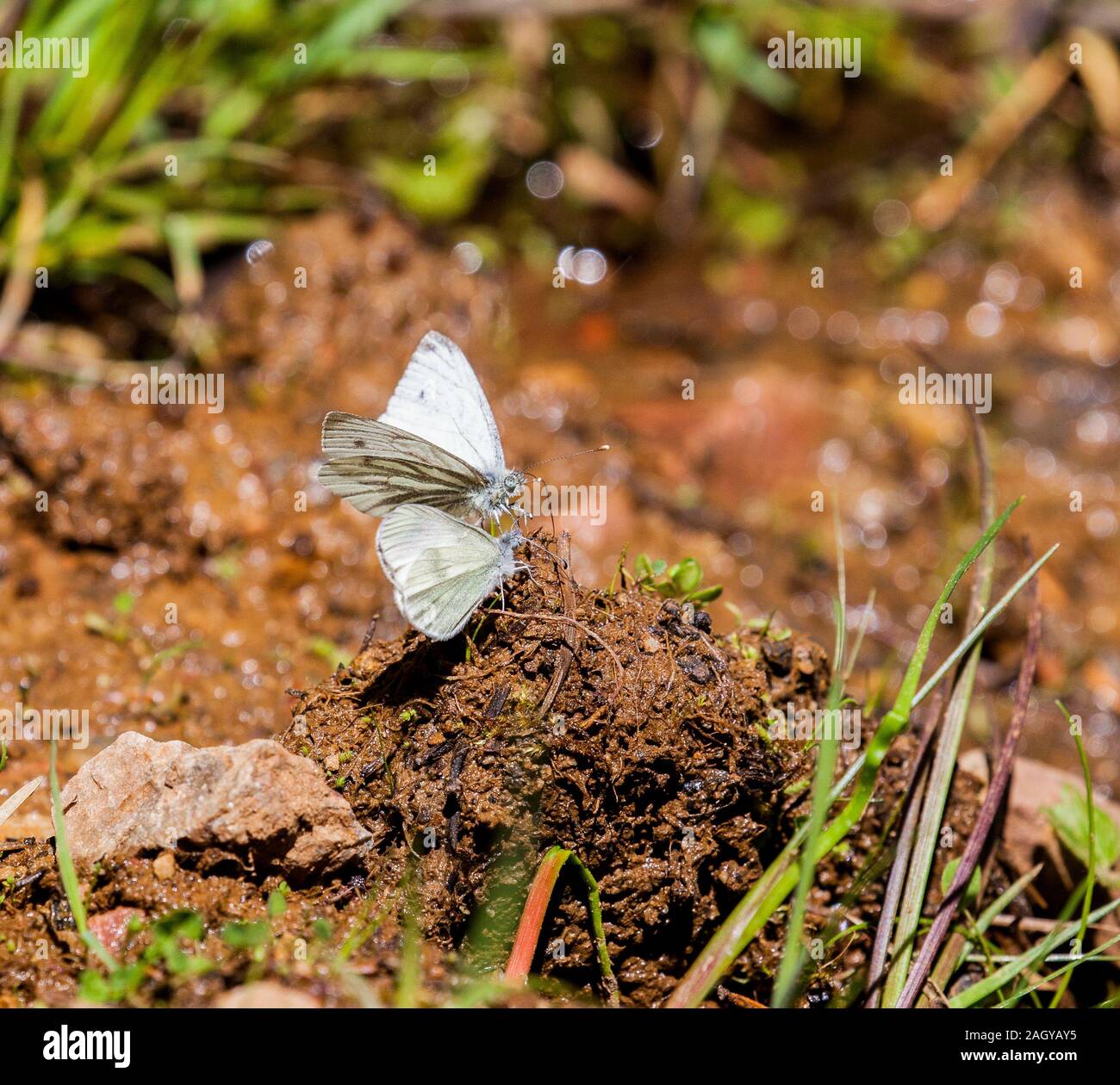 Verde bianco venato Sarcococca napi sinistra e legno bianco Leptidea sinapis farfalle sul letame su un sentiero di bosco England Regno Unito Foto Stock