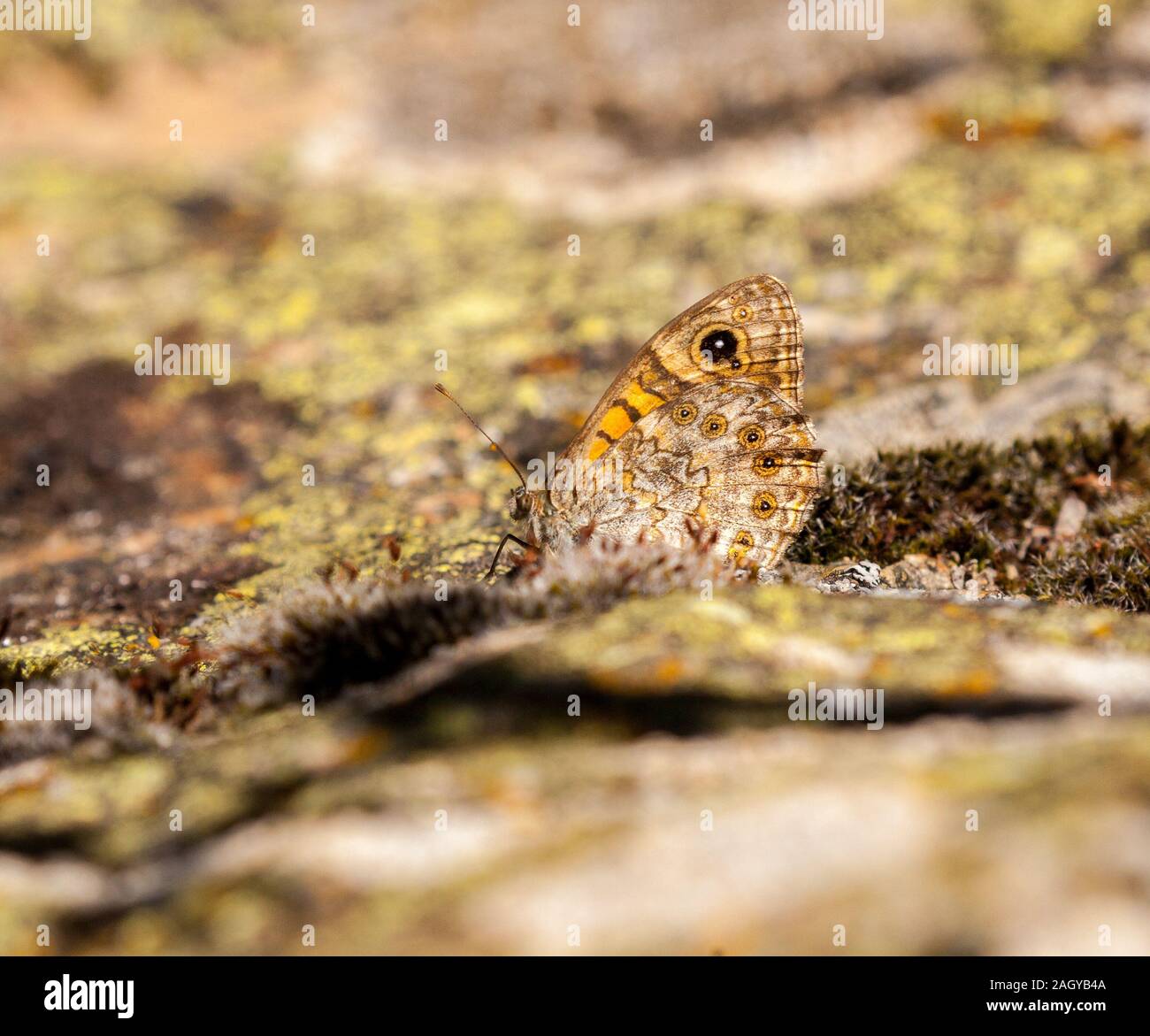 Grande parete marrone butterfly Lasiommata maera crogiolarsi sulle rocce nella campagna spagnola in Montes Universales a Albarracin orientale della Spagna Foto Stock