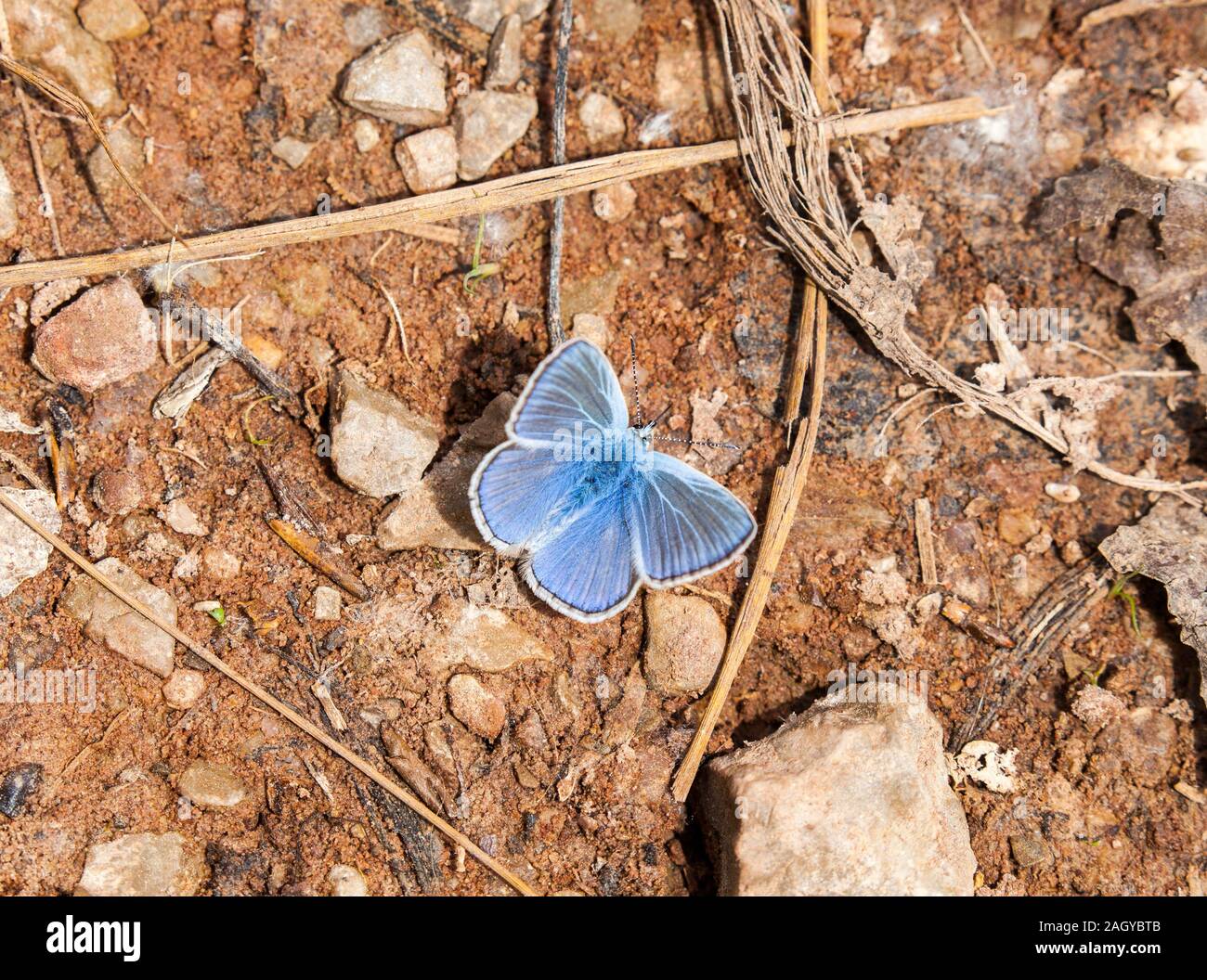 Amanda Blue Butterfly Polyommatus amandus al piano terra in Montes Universales a Albarracin orientale della Spagna Foto Stock