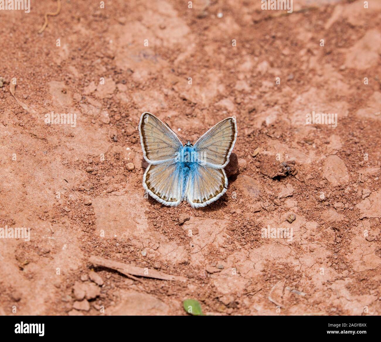 Madre di Pearl Blue Butterfly Plebicula nivescens sul campo nella Montes Universales di Albarracin nella Spagna orientale Foto Stock