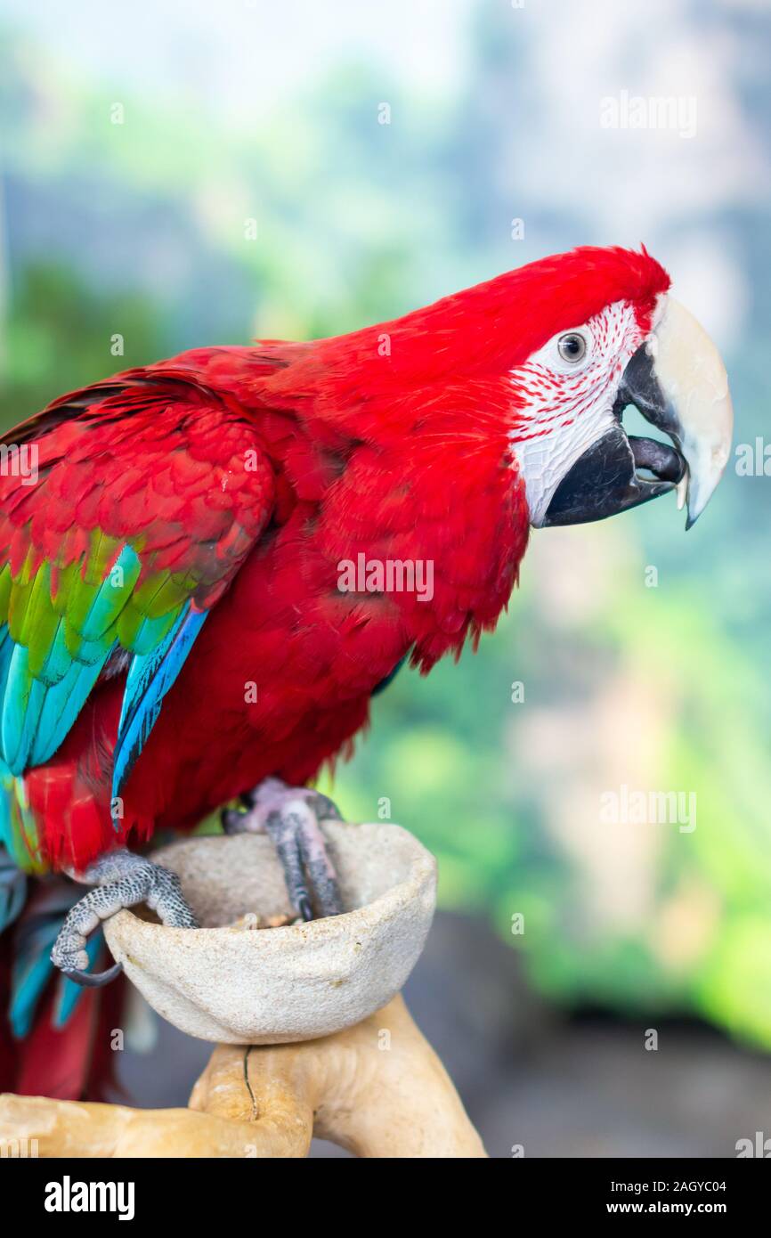 Ritratto di coloratissimi Scarlet Macaw parrot Foto Stock