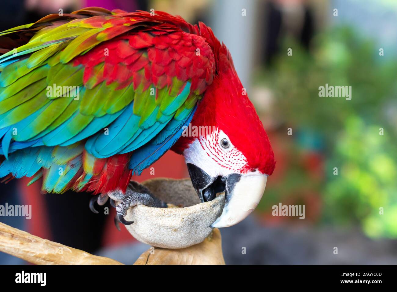 Close up di coloratissimi scarlet macaw parrot Foto Stock